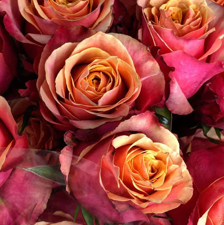 Sunset Orange Cherry Brandy Rose - Image 8