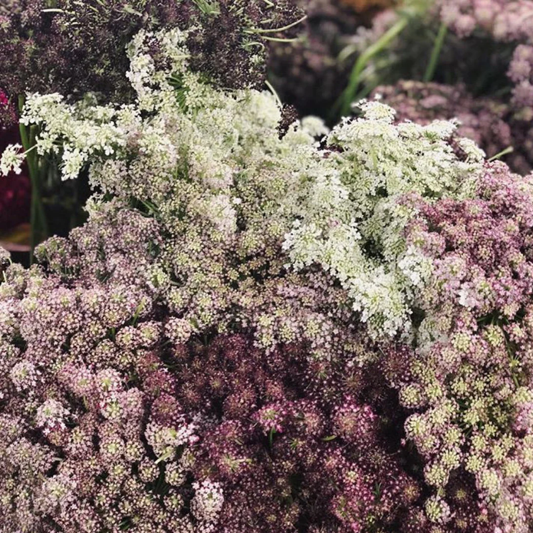 Chocolate Queen Anne's Lace Flower - Image 3