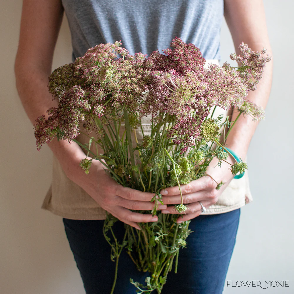 Chocolate Queen Anne's Lace Flower - Image 4