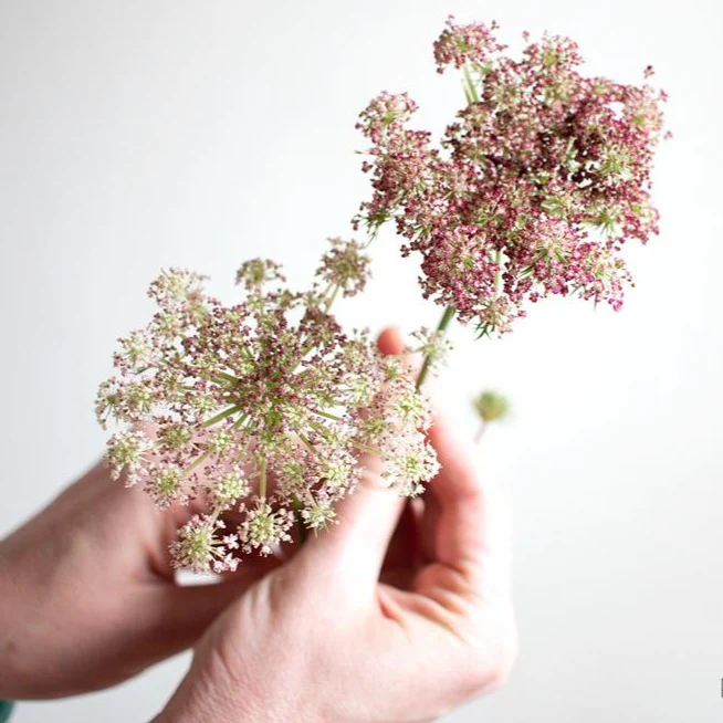 Chocolate Queen Anne's Lace Flower - Image 5