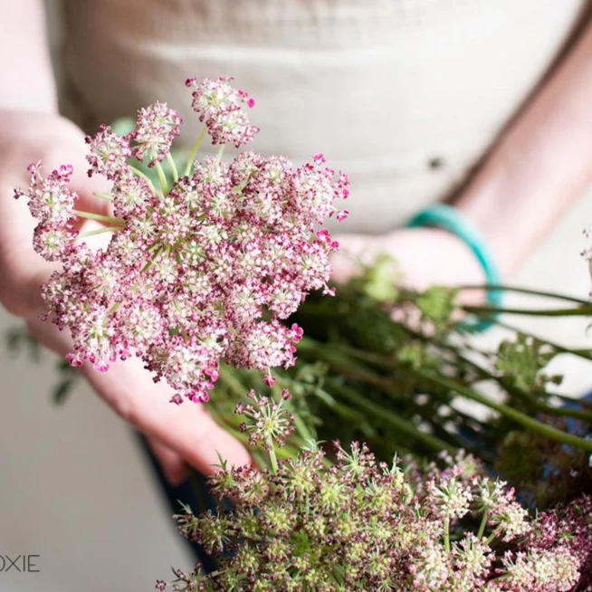 Chocolate Queen Anne's Lace Flower - Image 6