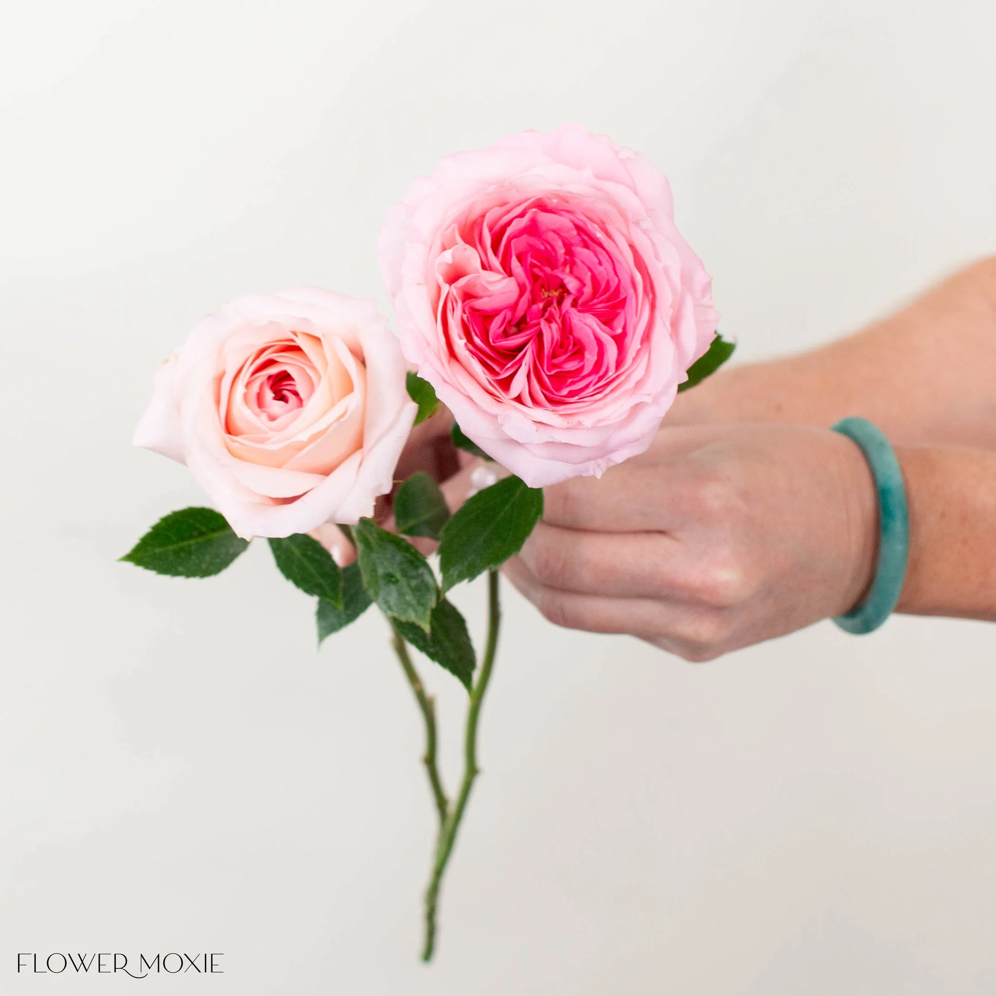 Light Pink Garden Rose - Image 5