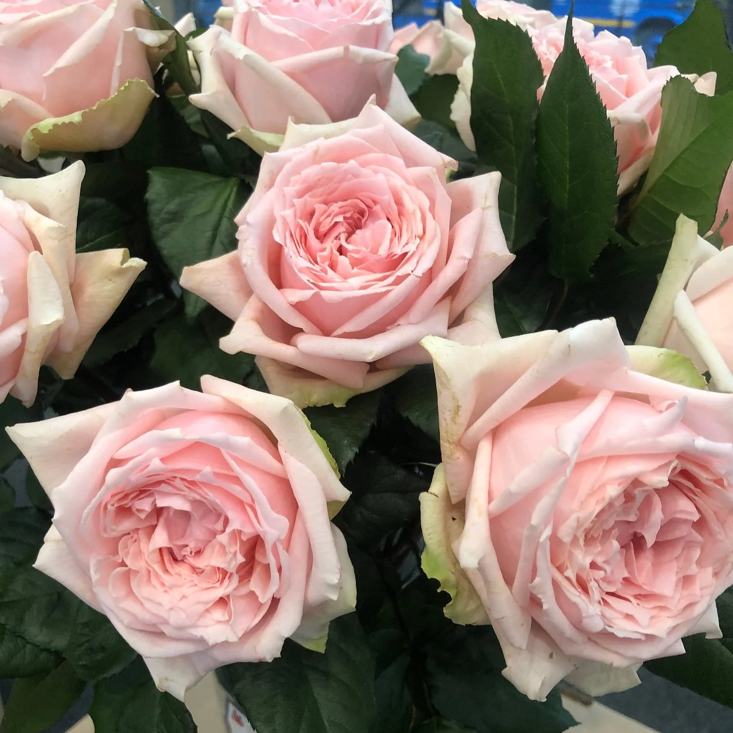 Light Pink Garden Rose - Image 6