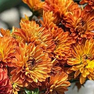 FALL ONLY - Copper Cushion Pom Flower - Image 5