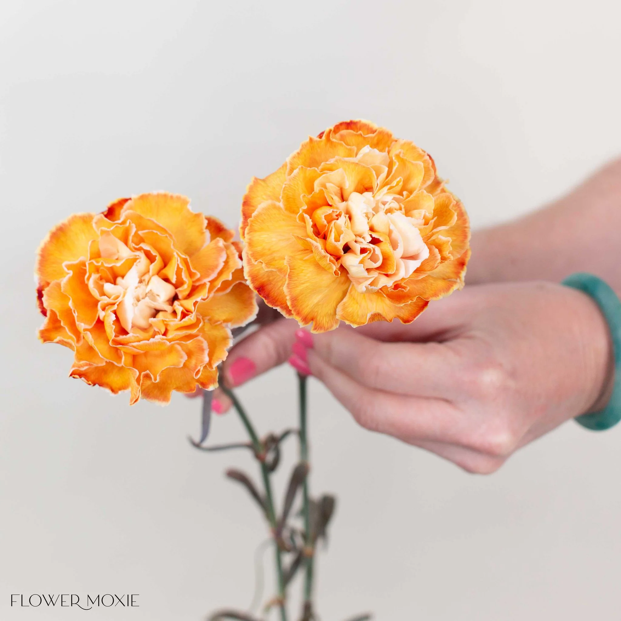 Tinted Pumpkin Spice Carnation Flower - Image 2
