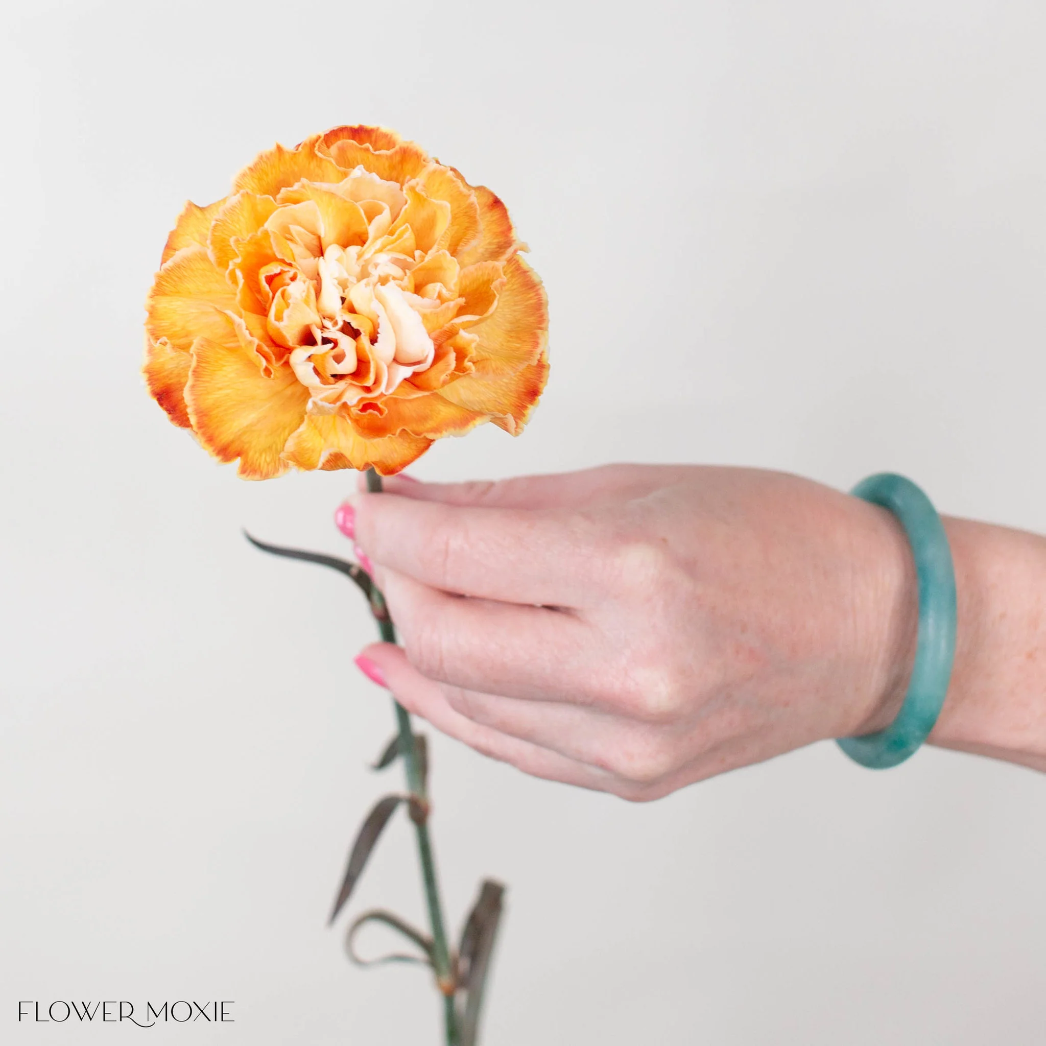 Tinted Pumpkin Spice Carnation Flower - Image 4