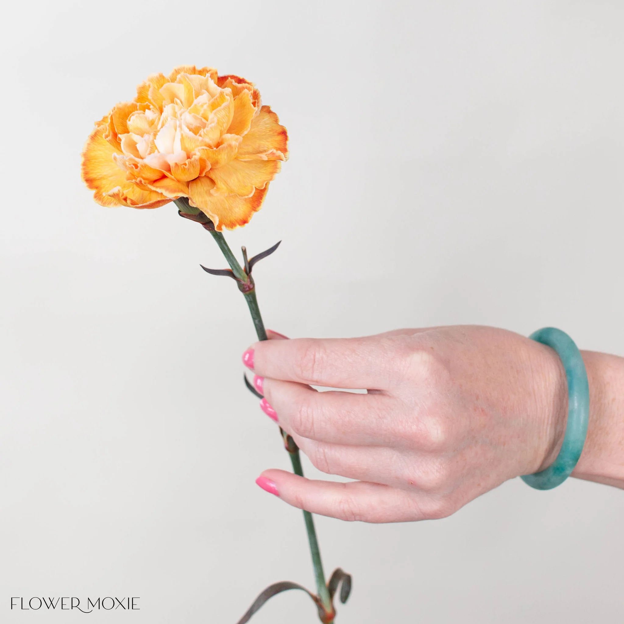 Tinted Pumpkin Spice Carnation Flower - Image 5