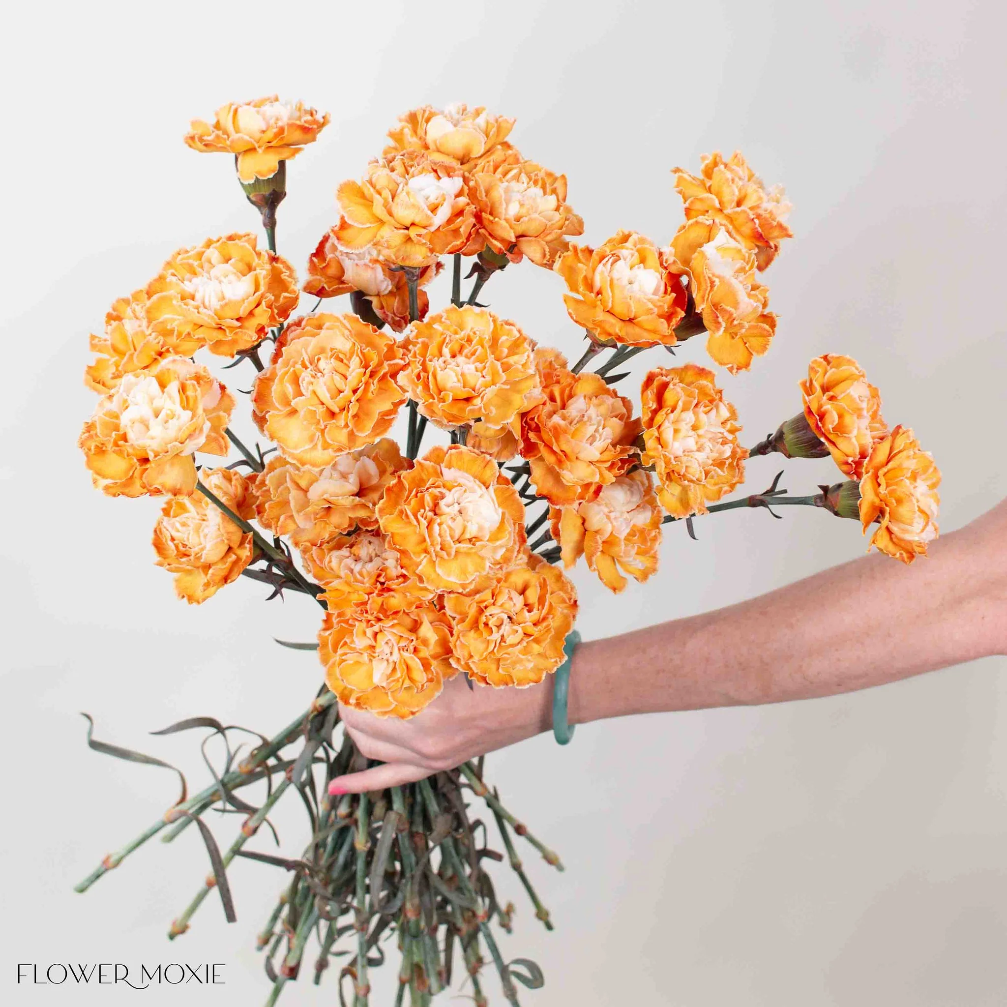 Tinted Pumpkin Spice Carnation Flower - Image 6