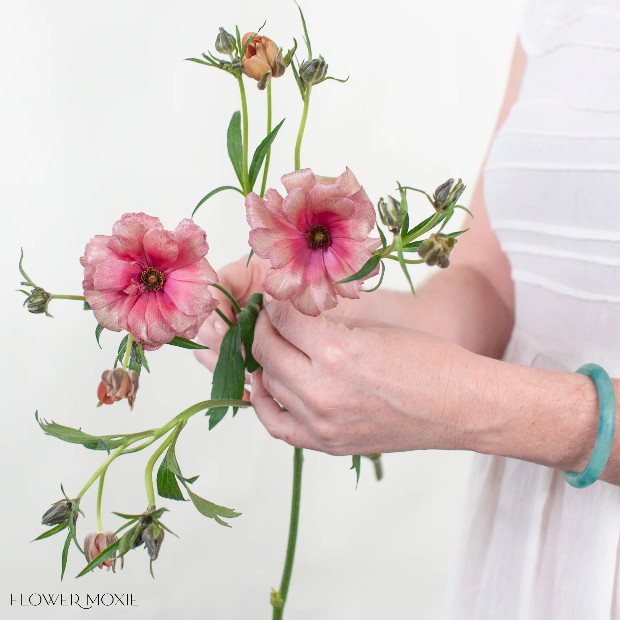 Mauve Coral Butterfly Ranunculus - Image 4