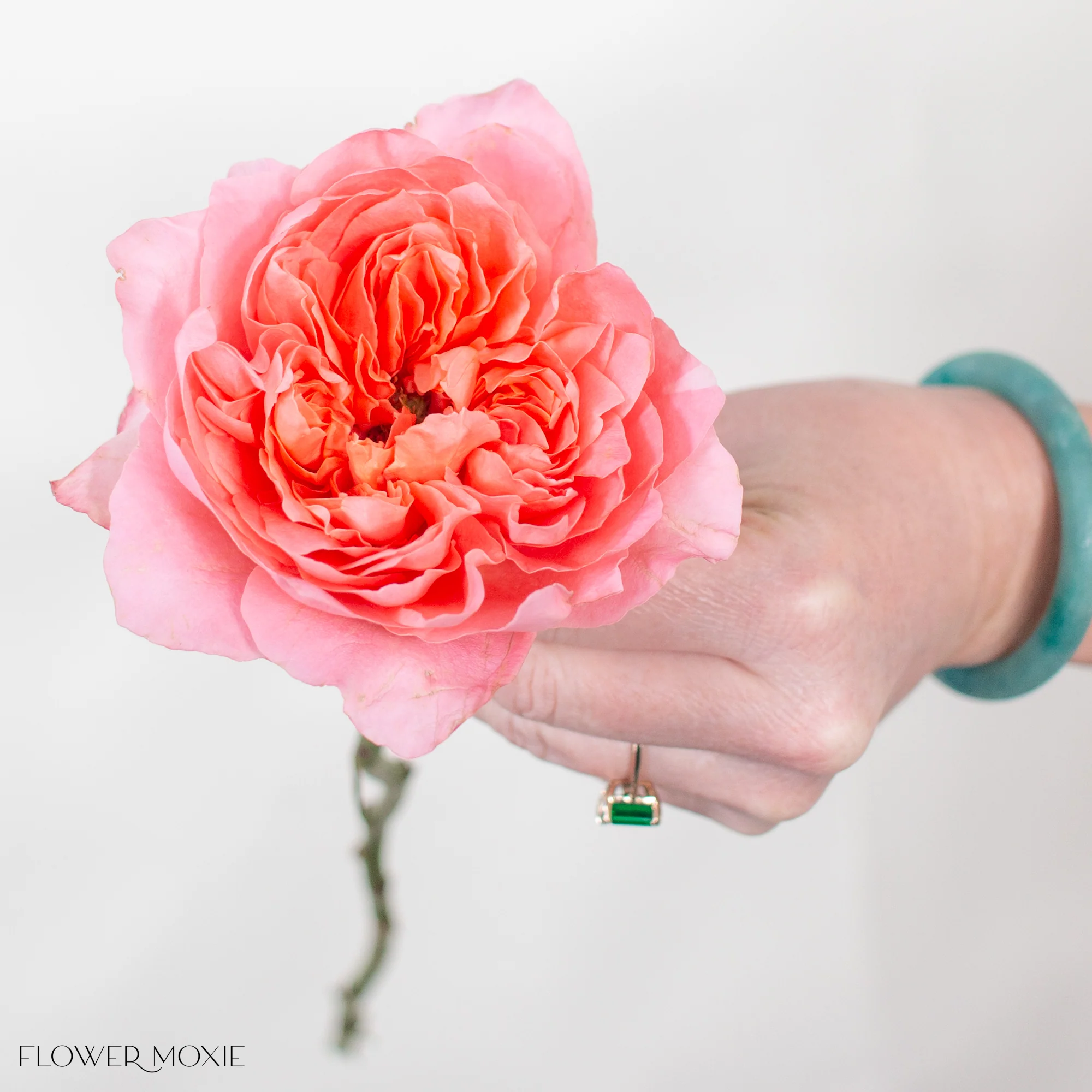 Coral Dragon Fly Garden Rose - Image 4