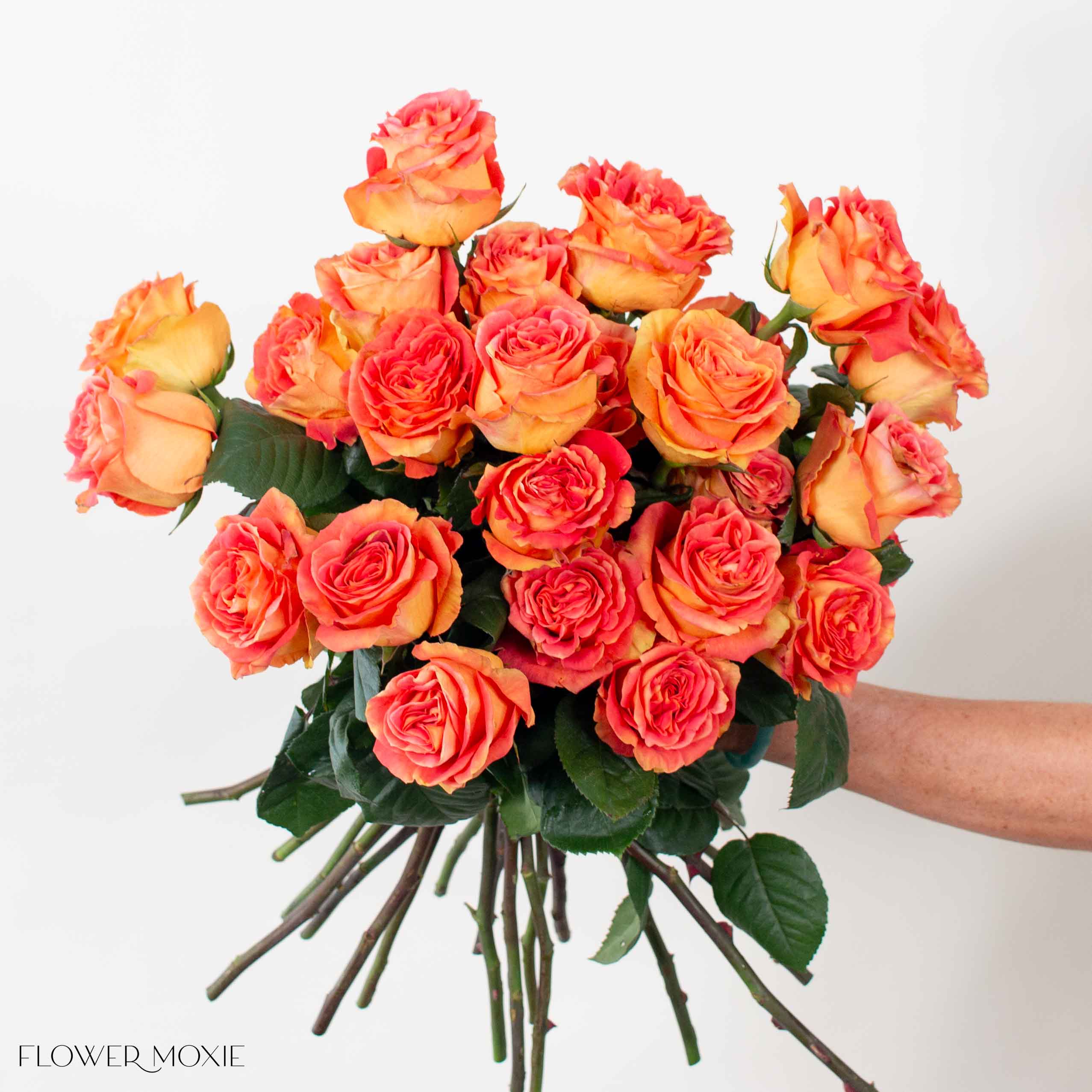 Coral Funky Cold Medina Rose - Image 2