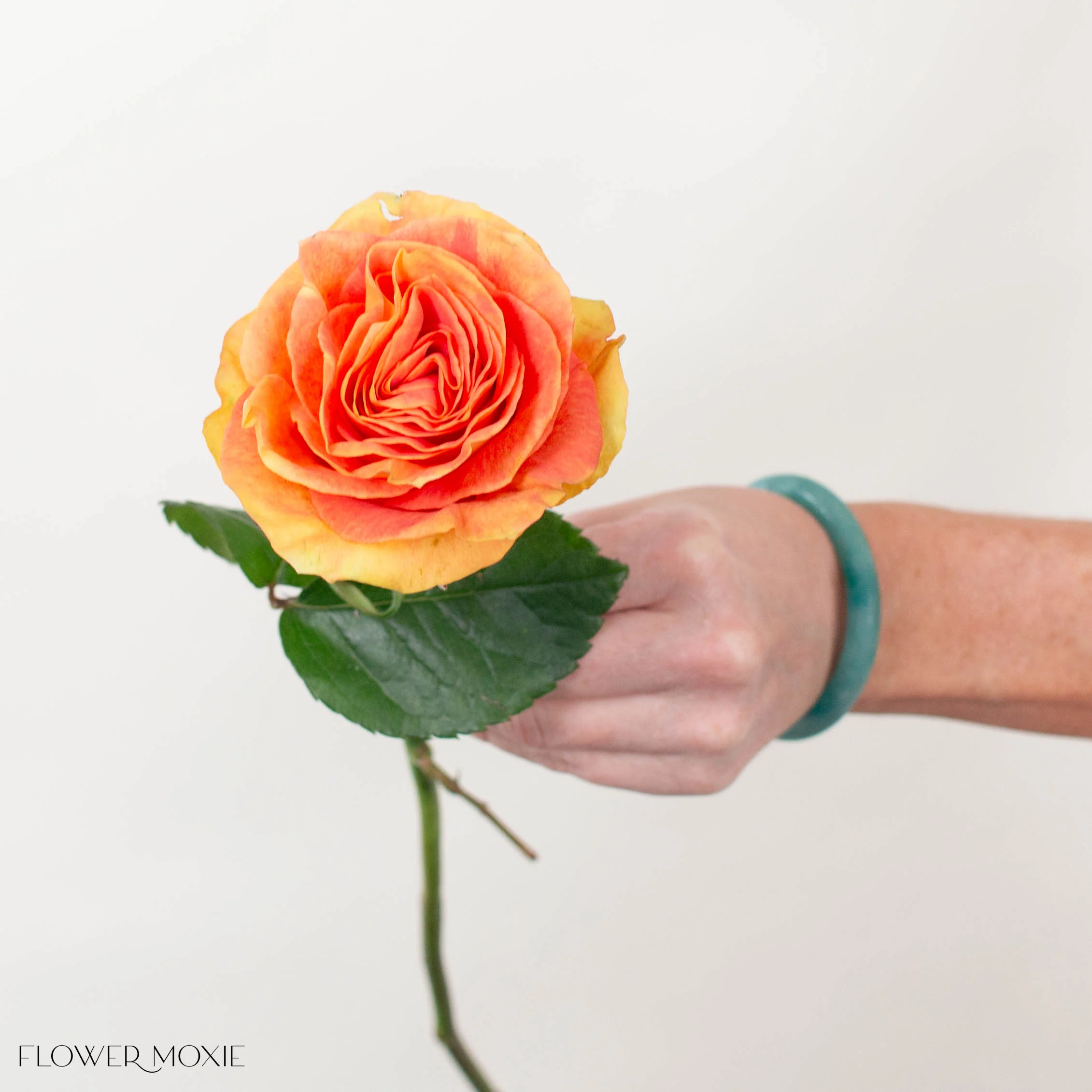 Coral Funky Cold Medina Rose - Image 3