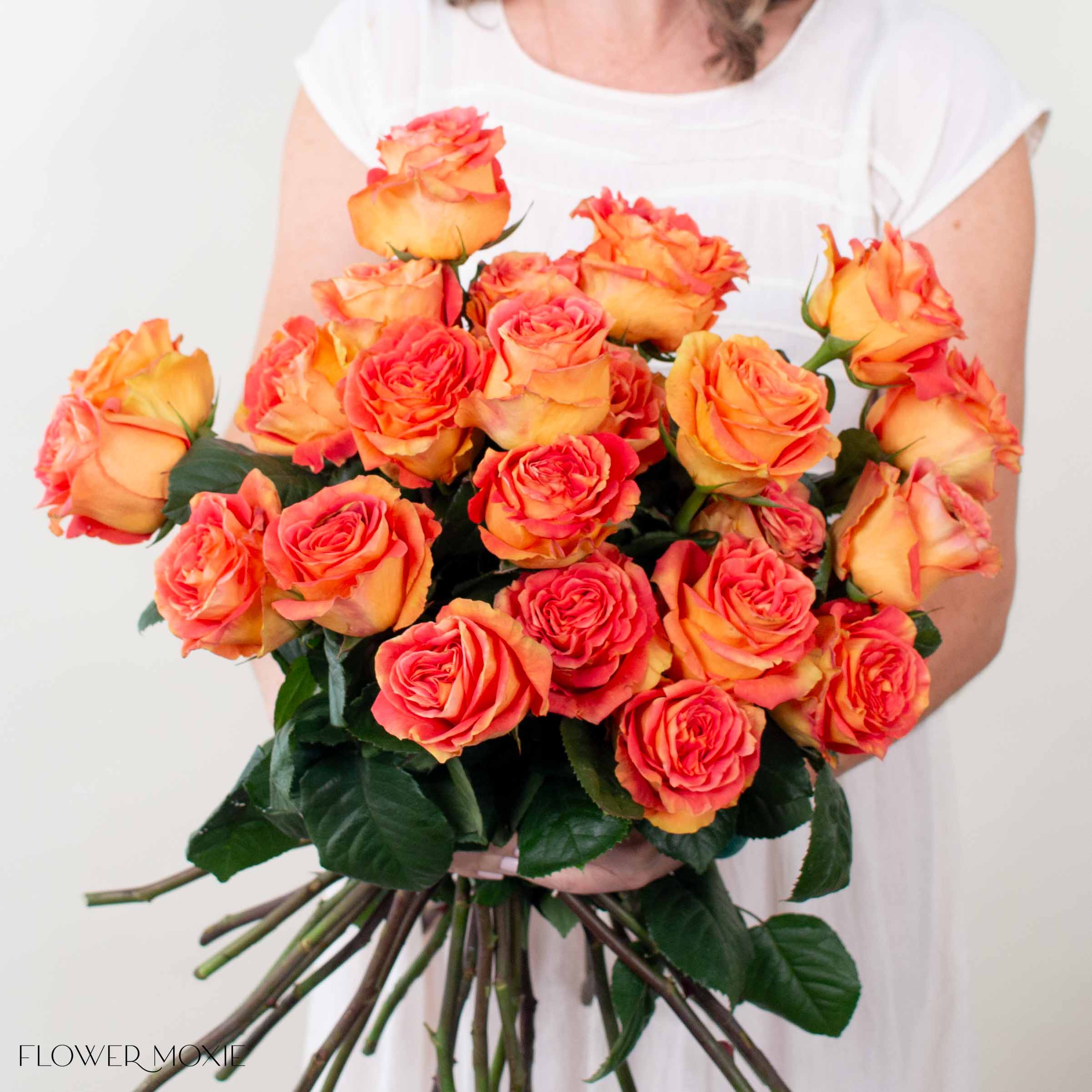 Coral Funky Cold Medina Rose - Image 4
