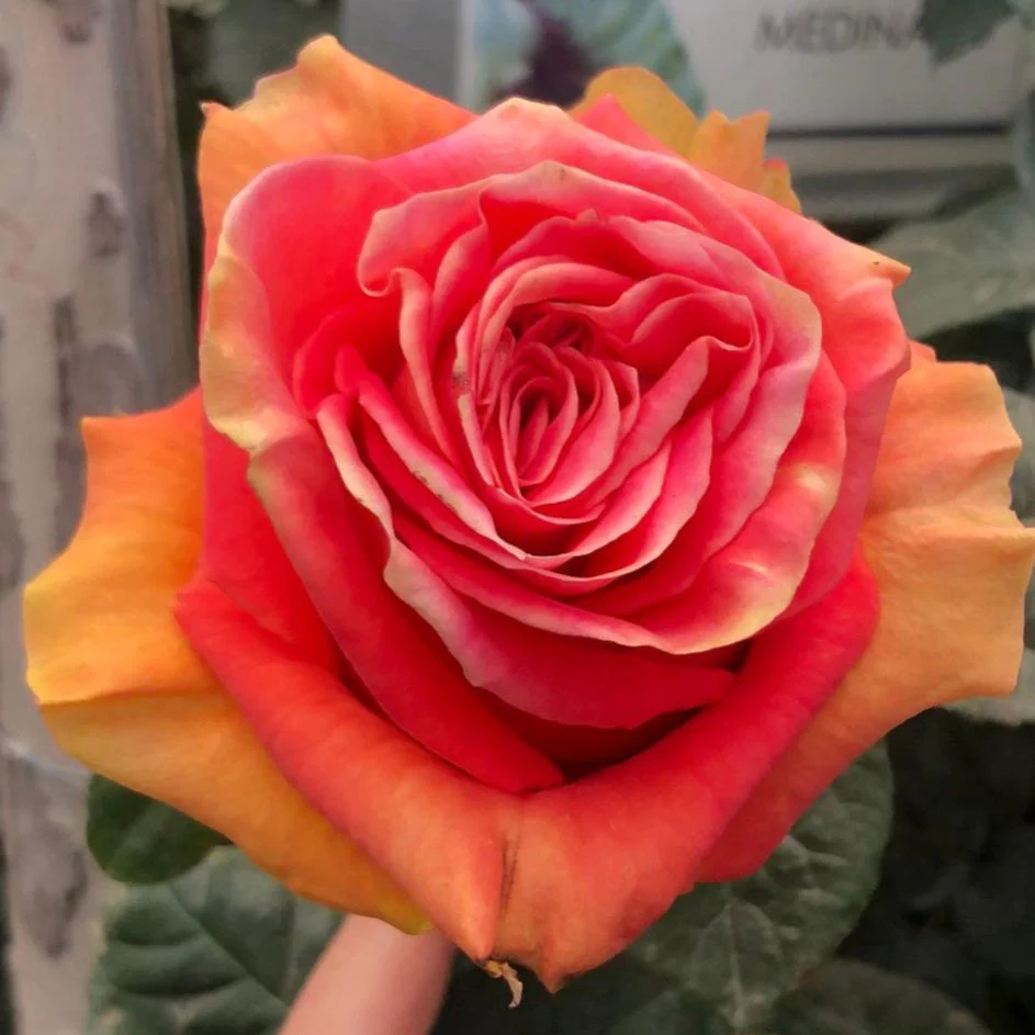 Coral Funky Cold Medina Rose - Image 5