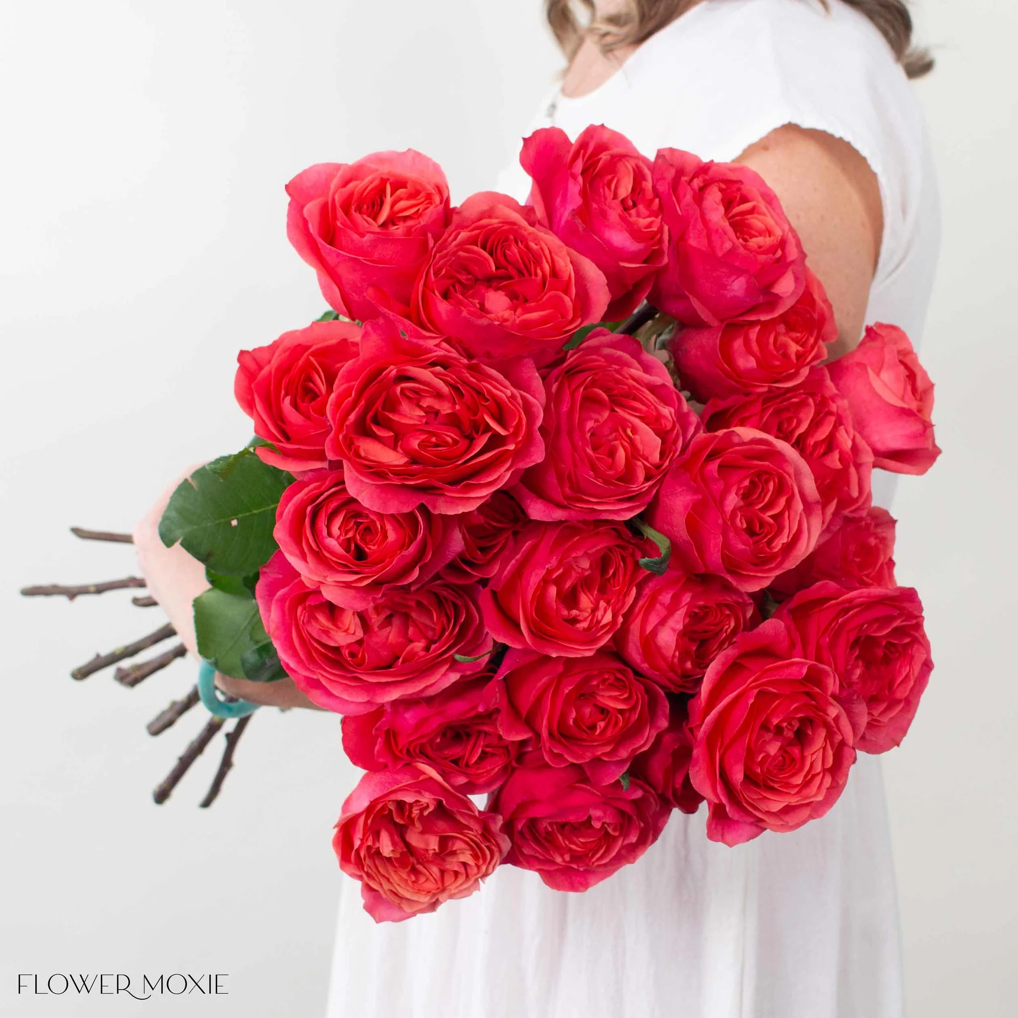 Coral Garden Rose