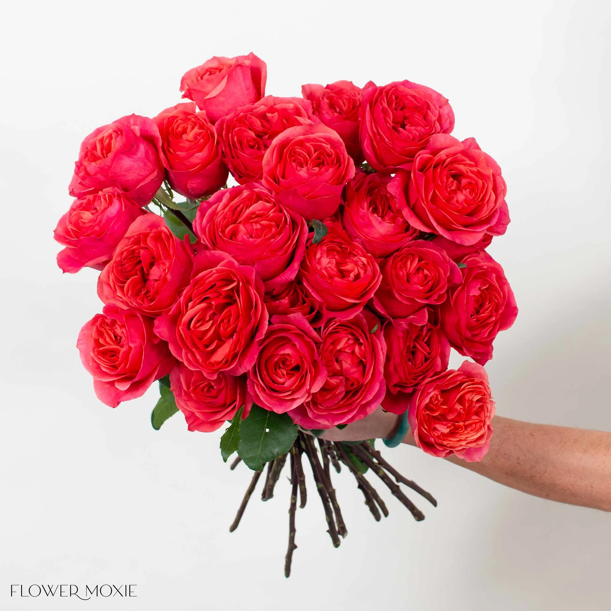 Coral Garden Rose - Image 2
