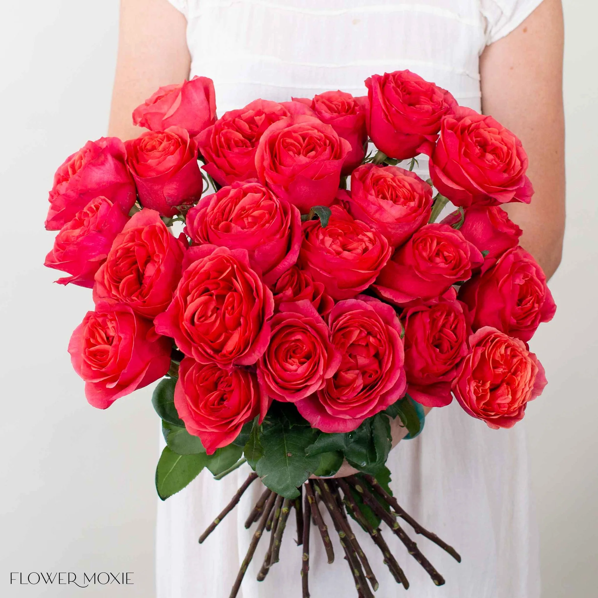 Coral Garden Rose - Image 3