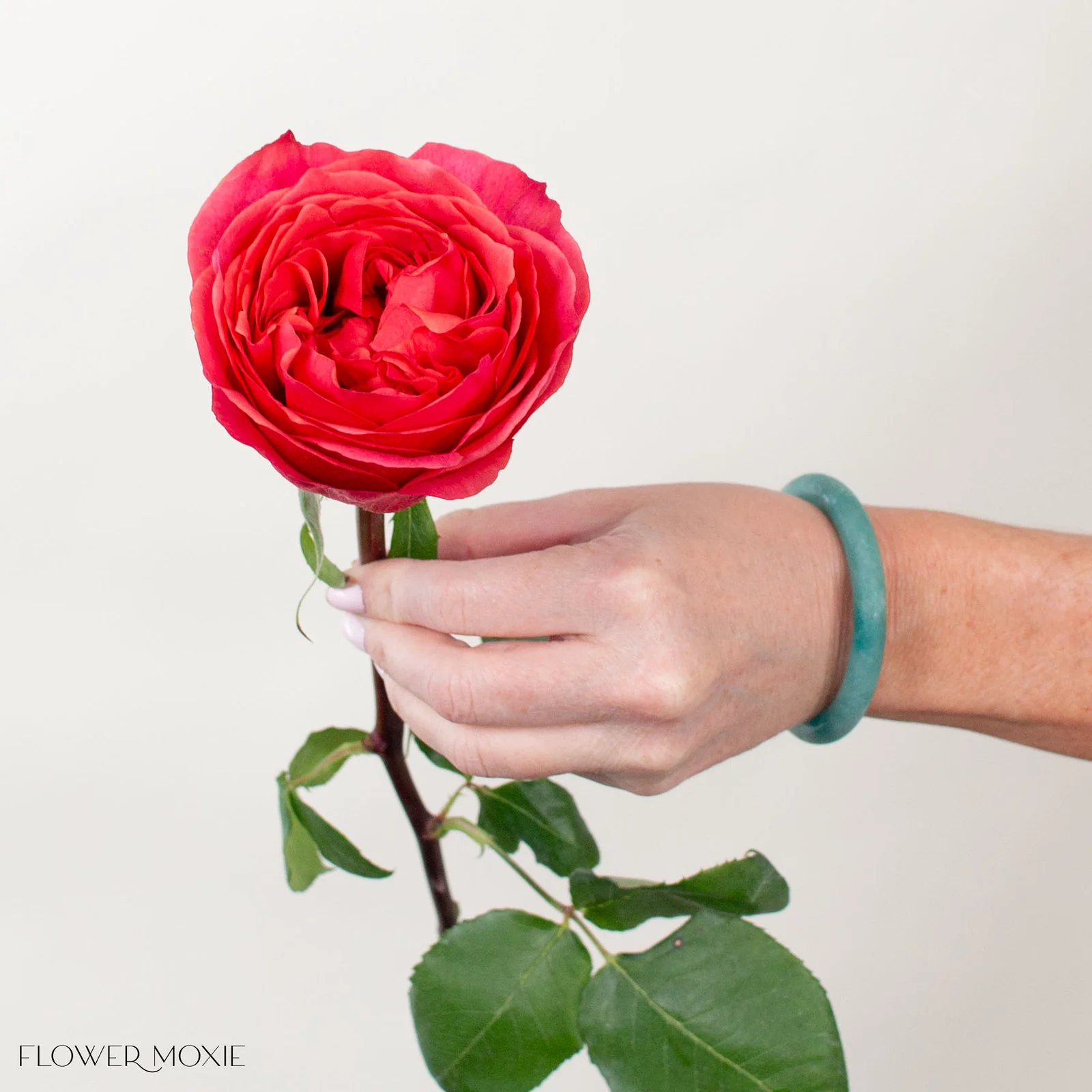 Coral Garden Rose - Image 4