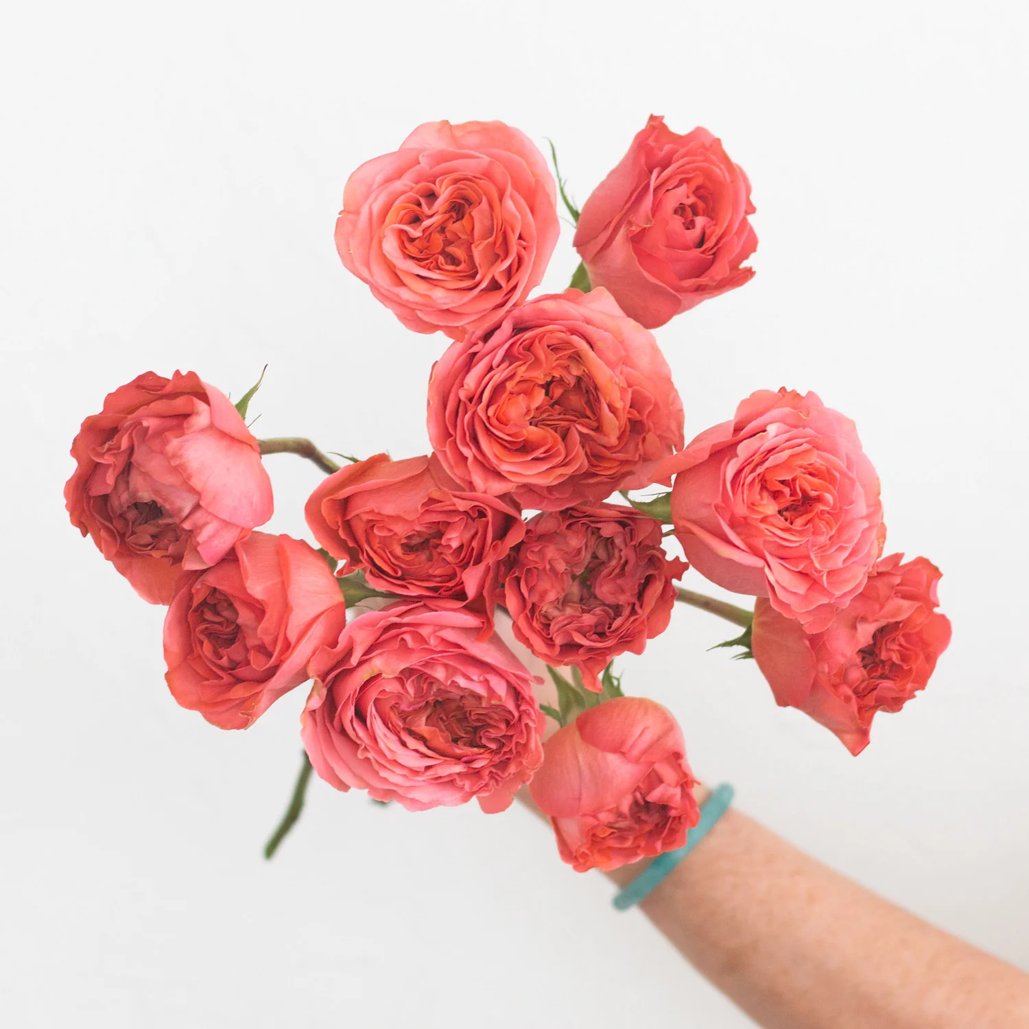 Coral Garden Rose - Image 5