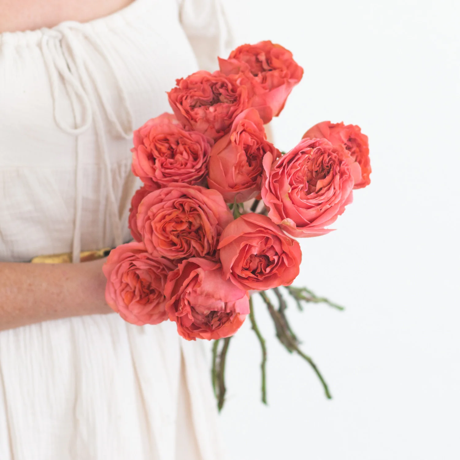 Coral Garden Rose - Image 6