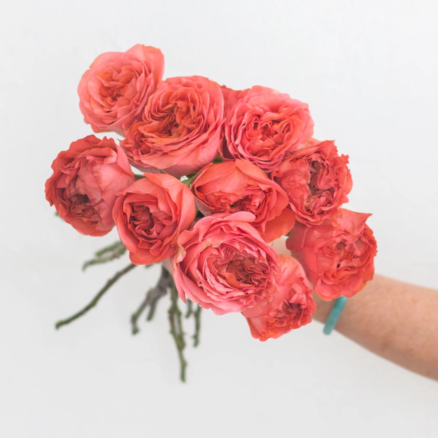 Coral Garden Rose - Image 7