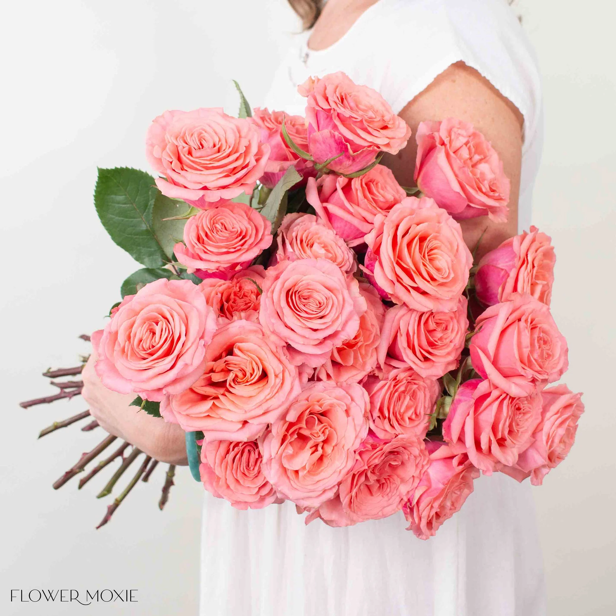 Coral Superstition Rose - Image 3