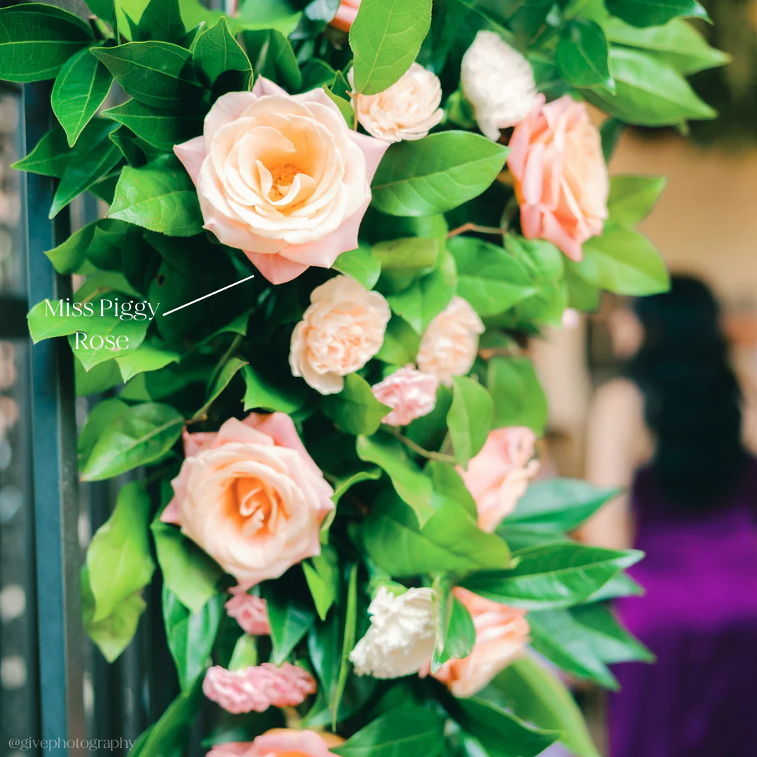 Coral Pink Miss Piggy Rose - Image 2