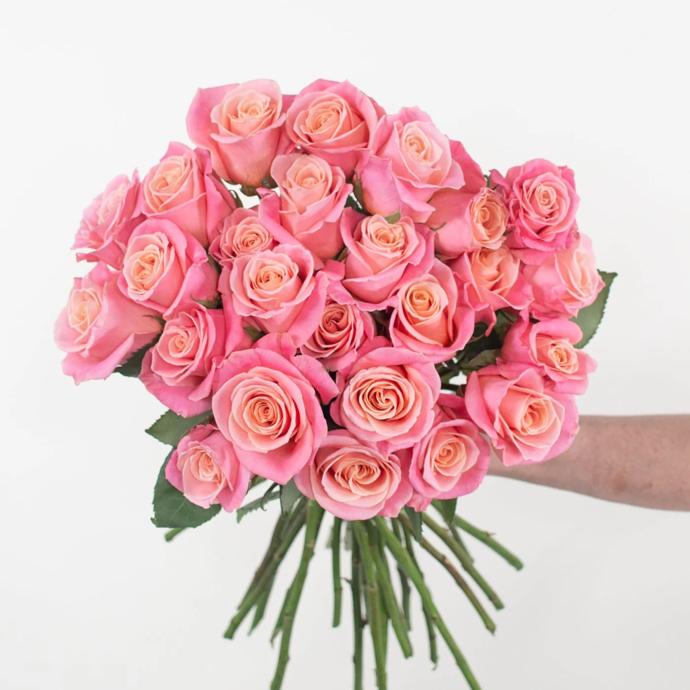 Coral Pink Miss Piggy Rose - Image 3