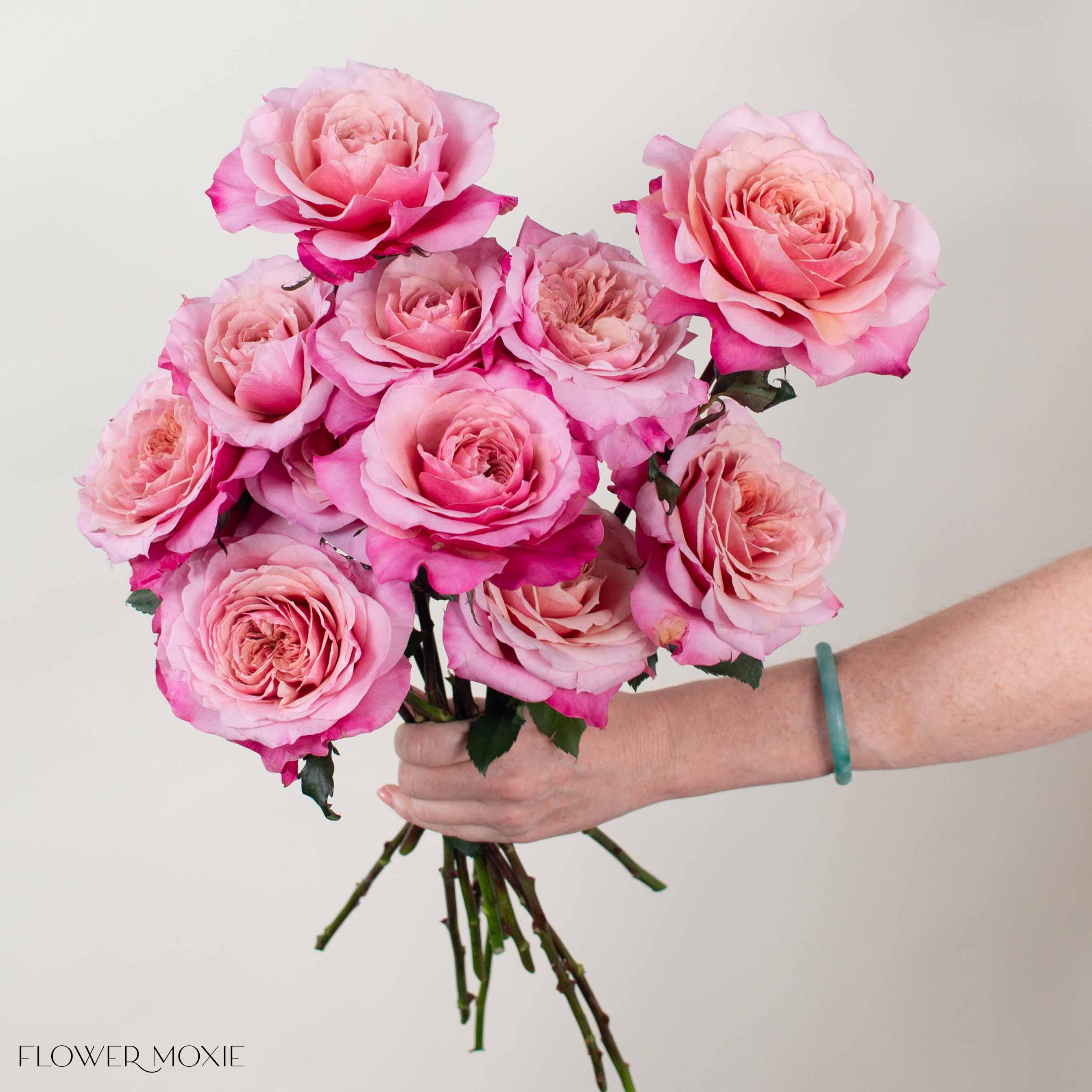 Coral Pink Miyabi Garden Rose - Image 2