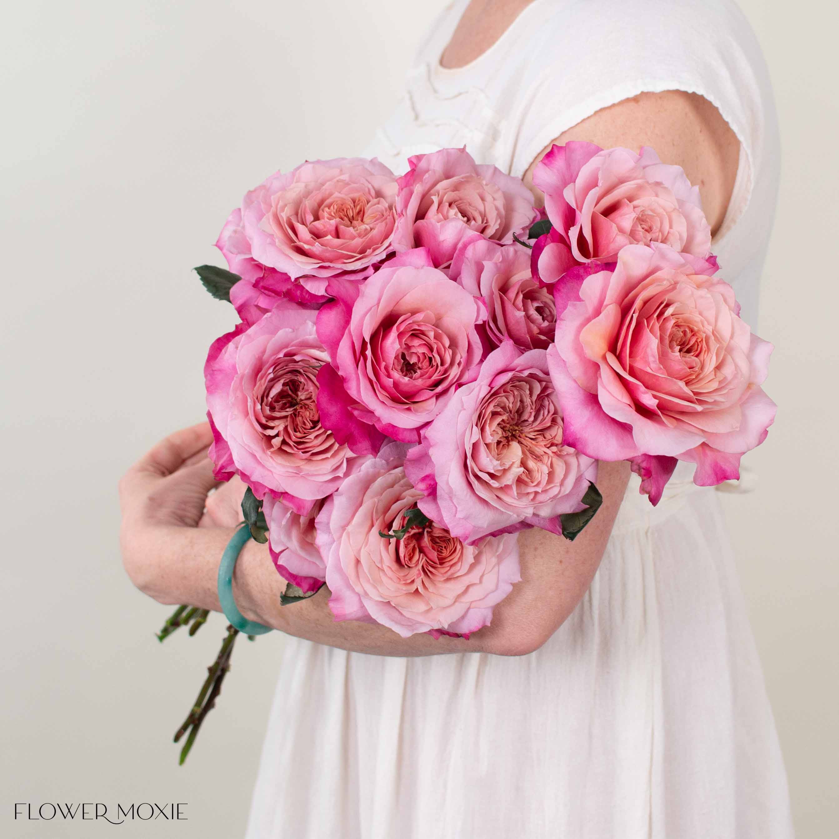 Coral Pink Miyabi Garden Rose - Image 3