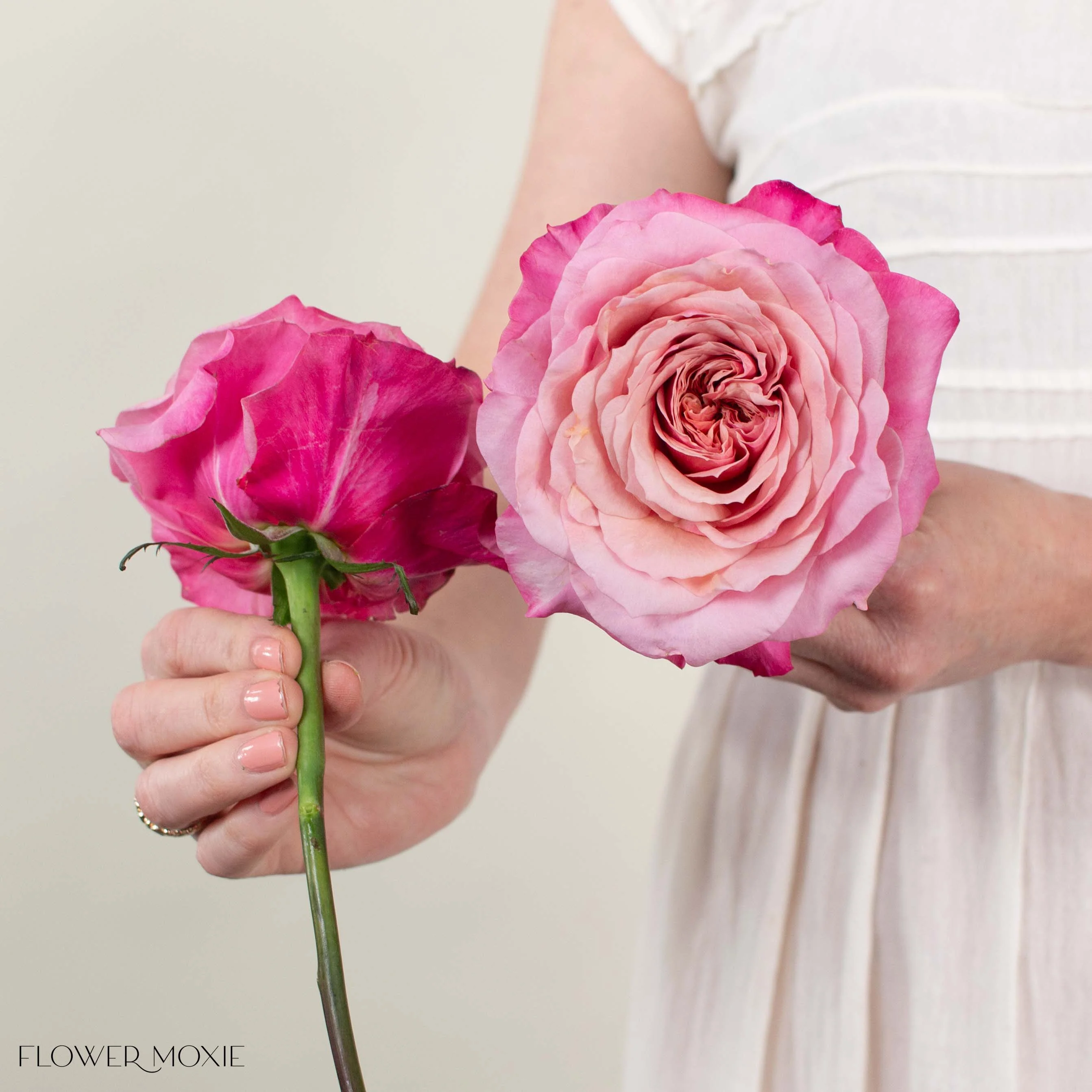 Coral Pink Miyabi Garden Rose - Image 4