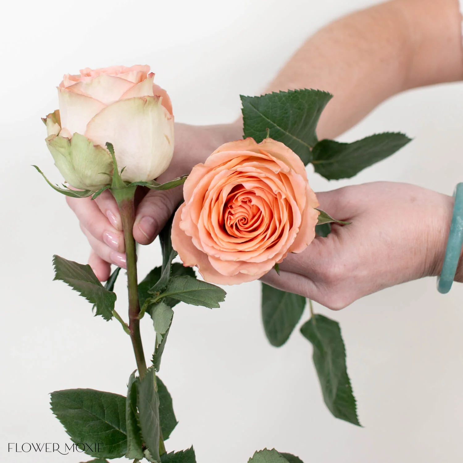 Peach Country Home Garden Rose - Image 2