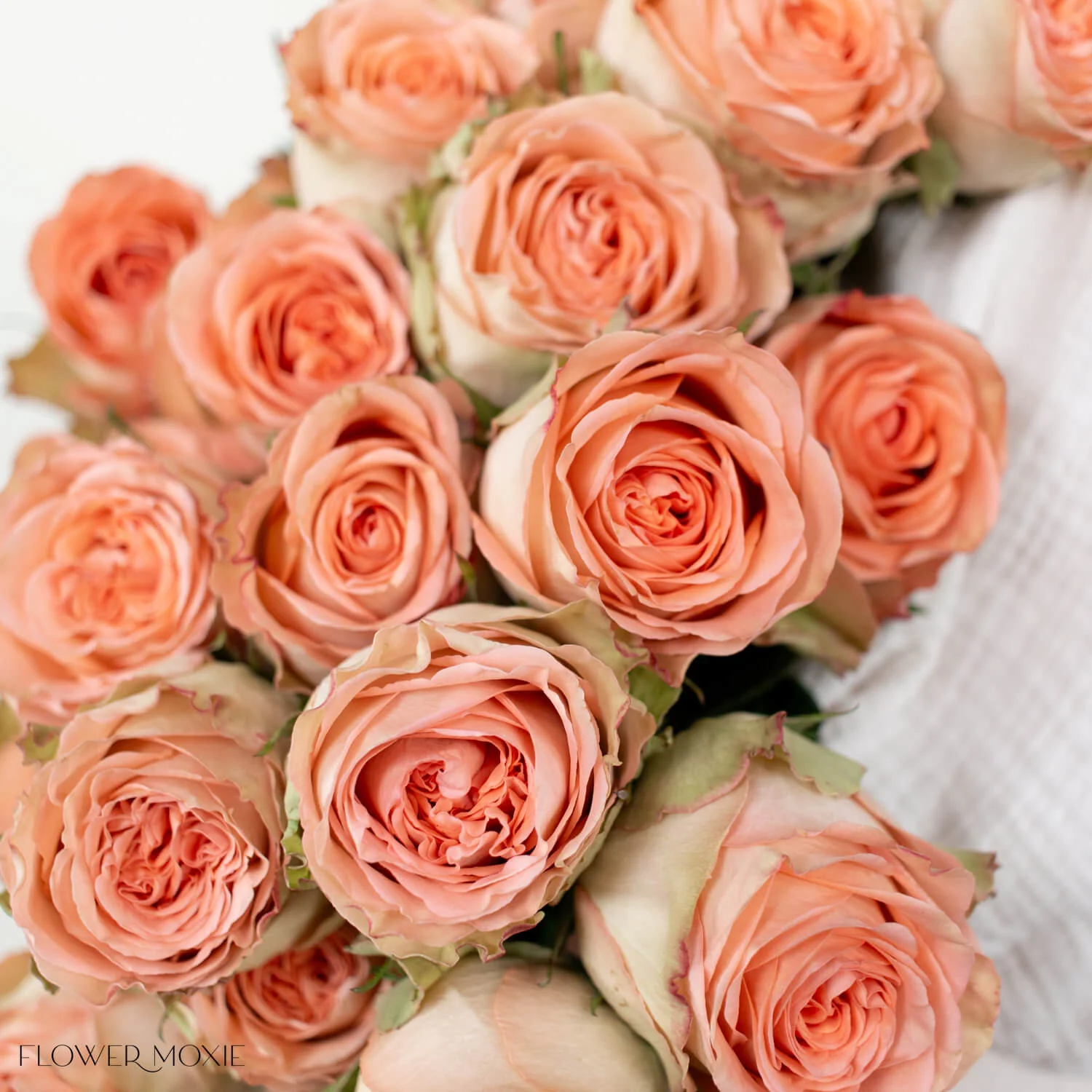 Peach Country Home Garden Rose - Image 4
