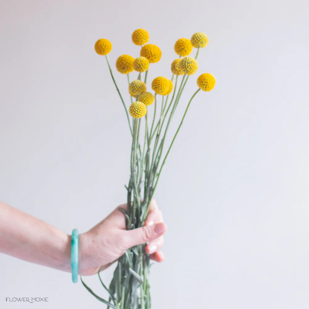 Yellow Billy Ball Flower - Image 4
