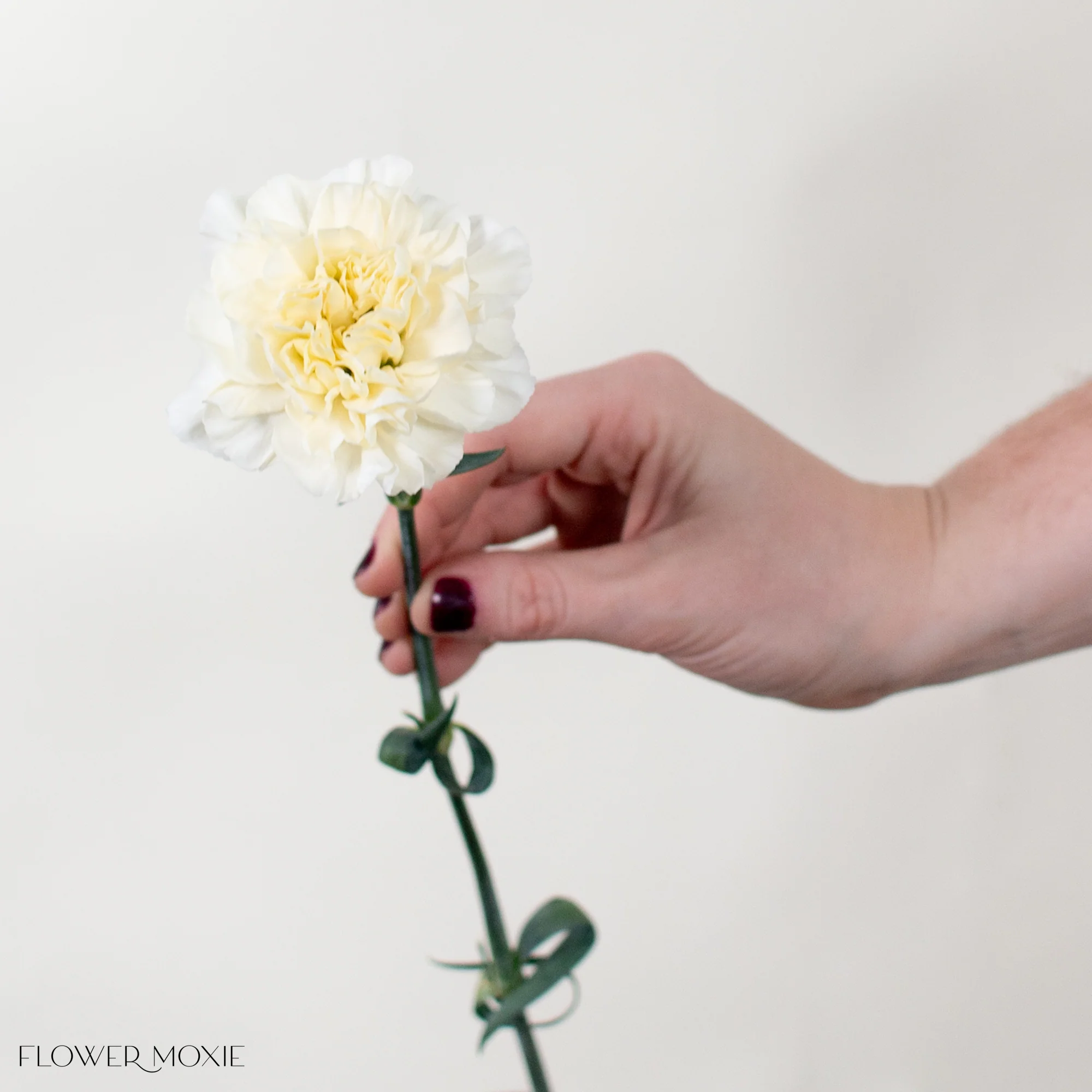 Cream Carnation Flower - Image 4
