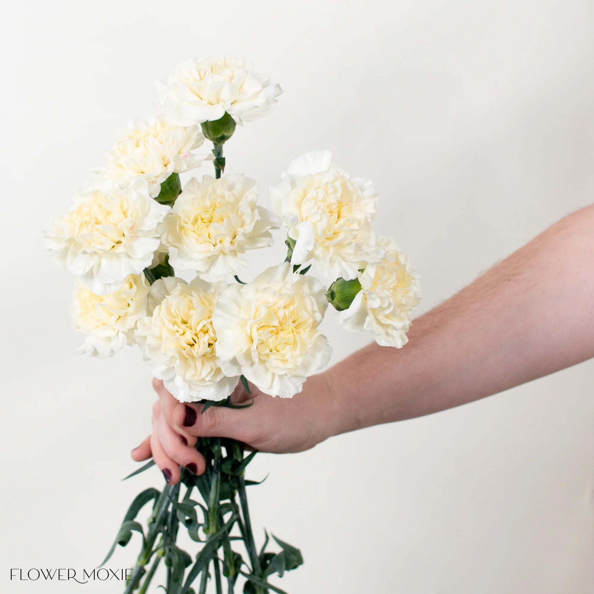 Cream Carnation Flower - Image 5