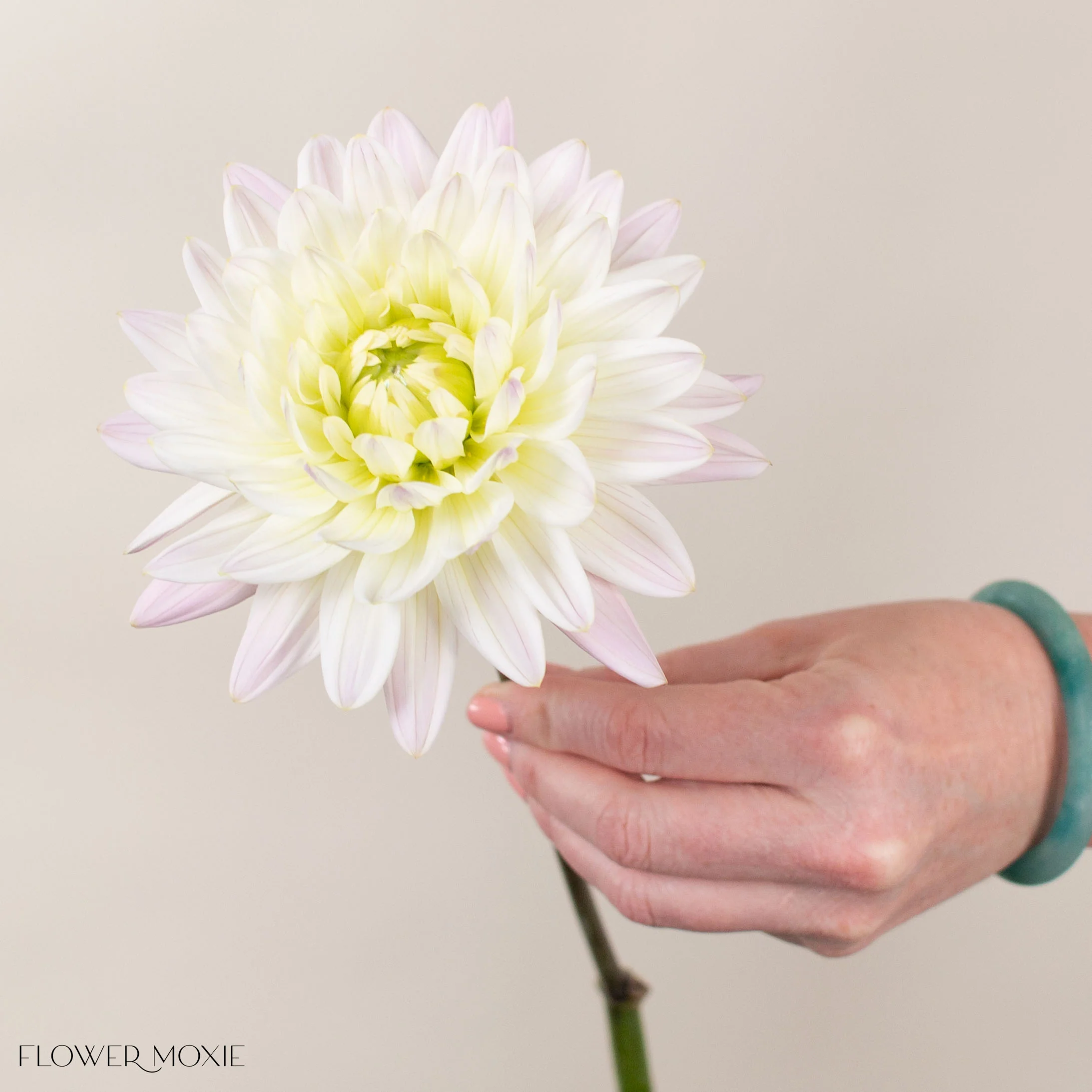 Cream Diana's Memory Dahlia Flower - Image 3