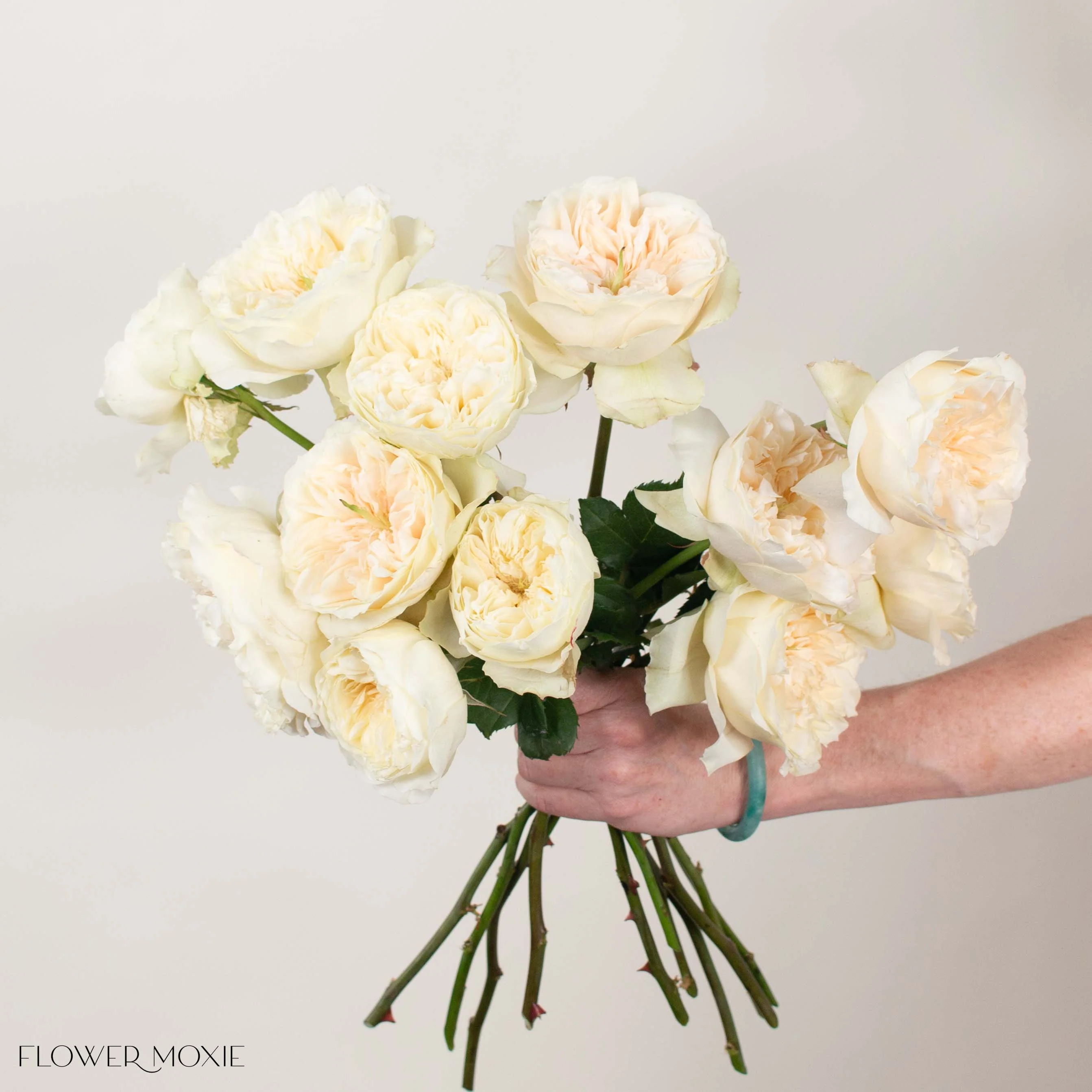 Cream Enid David Austin Garden Rose - Image 2