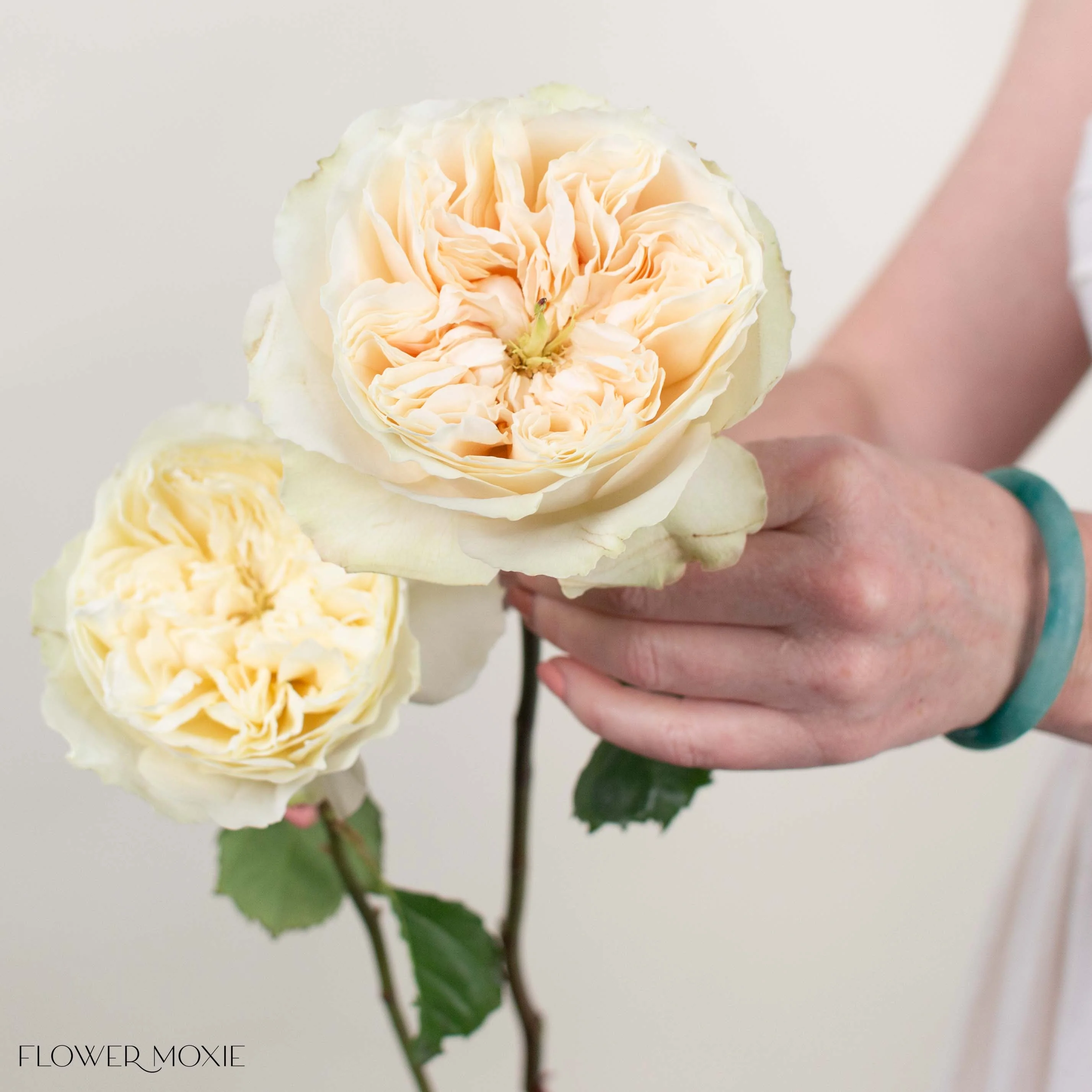 Cream Enid David Austin Garden Rose - Image 3