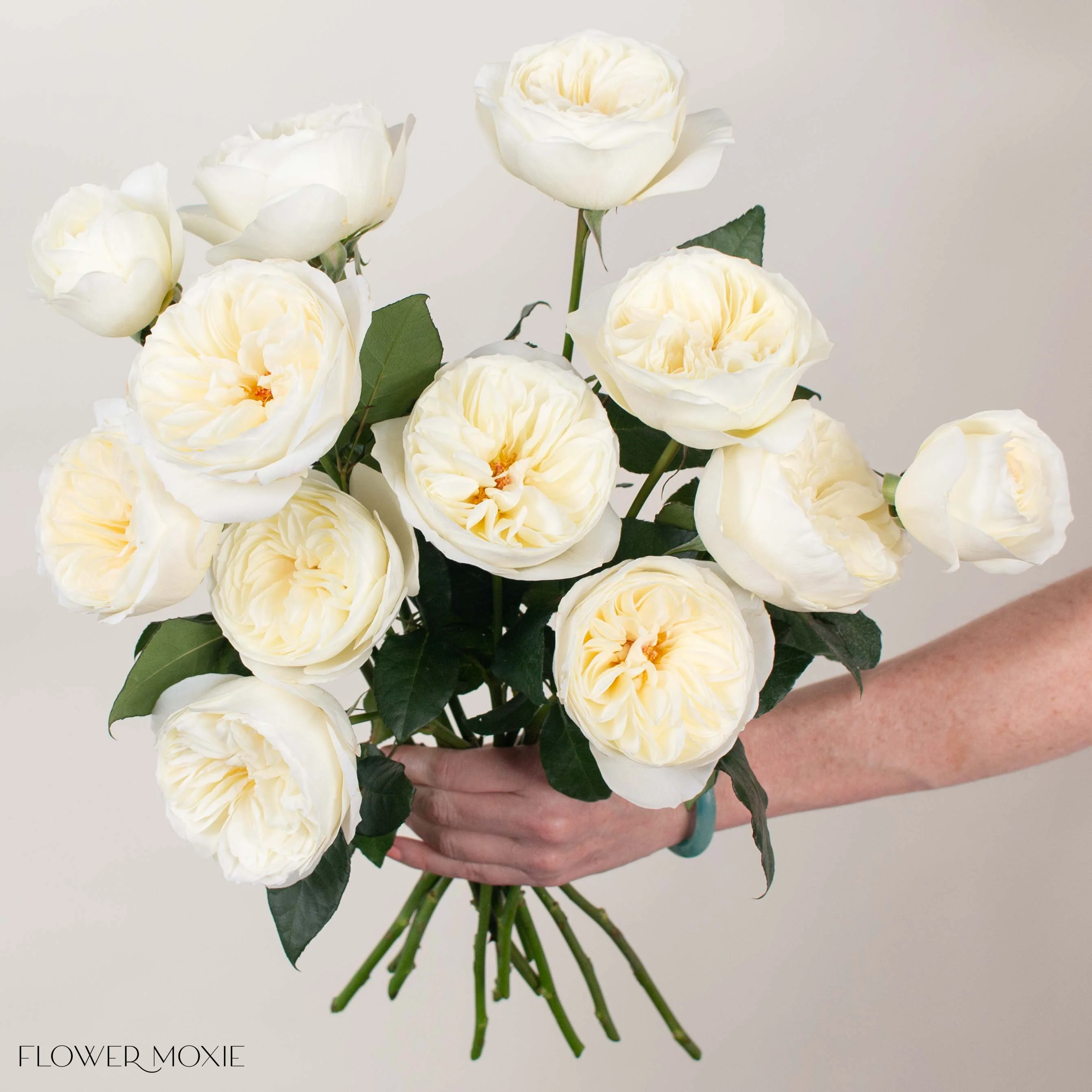 Cream Leonora David Austin Garden Rose - Image 2