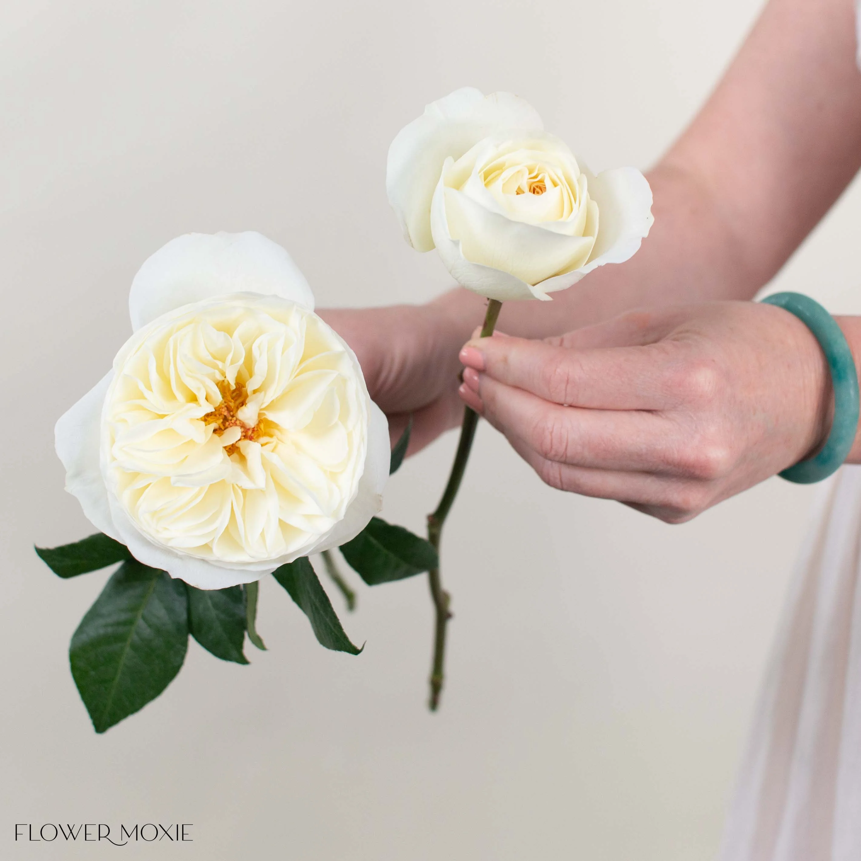 Cream Leonora David Austin Garden Rose - Image 3
