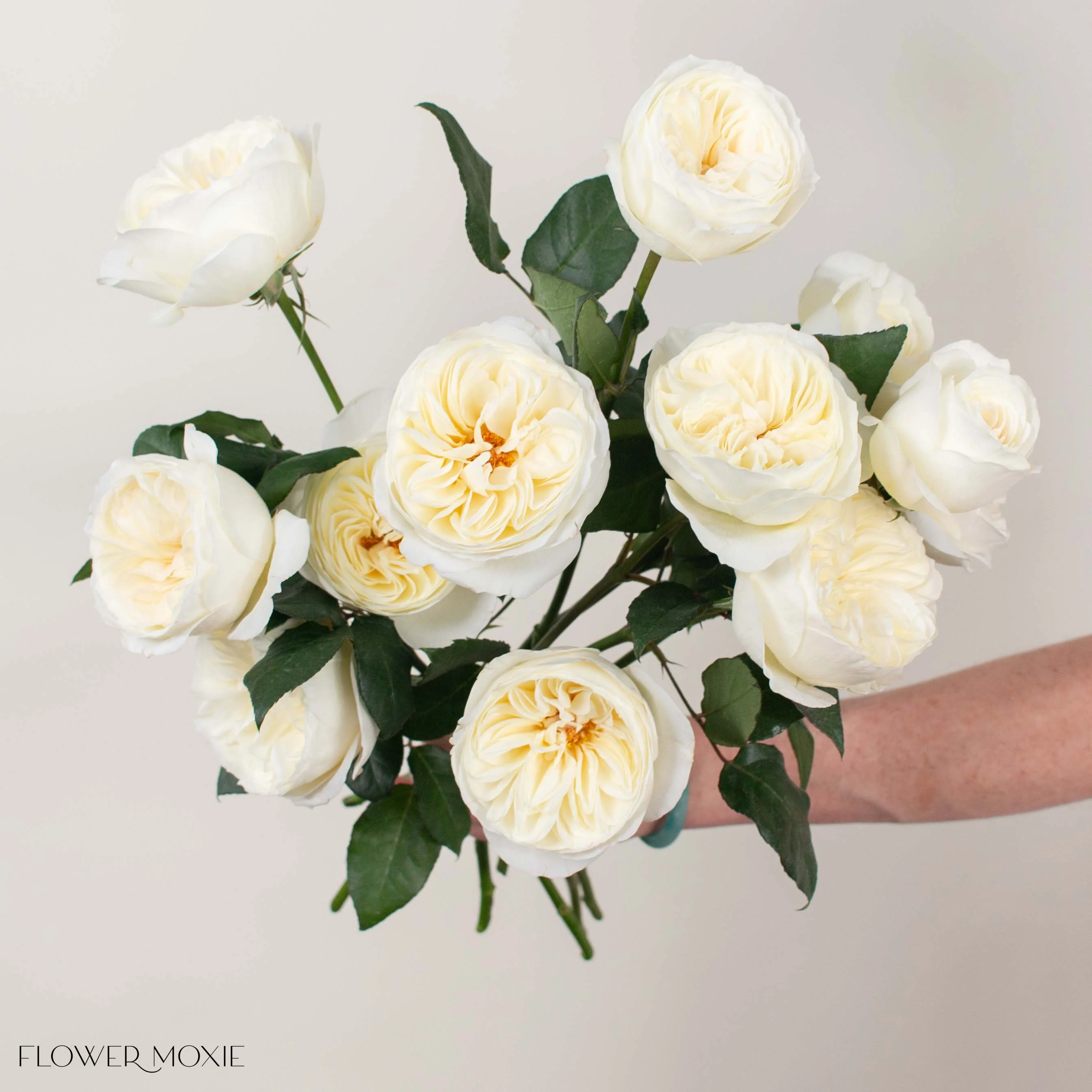Cream Leonora David Austin Garden Rose - Image 4