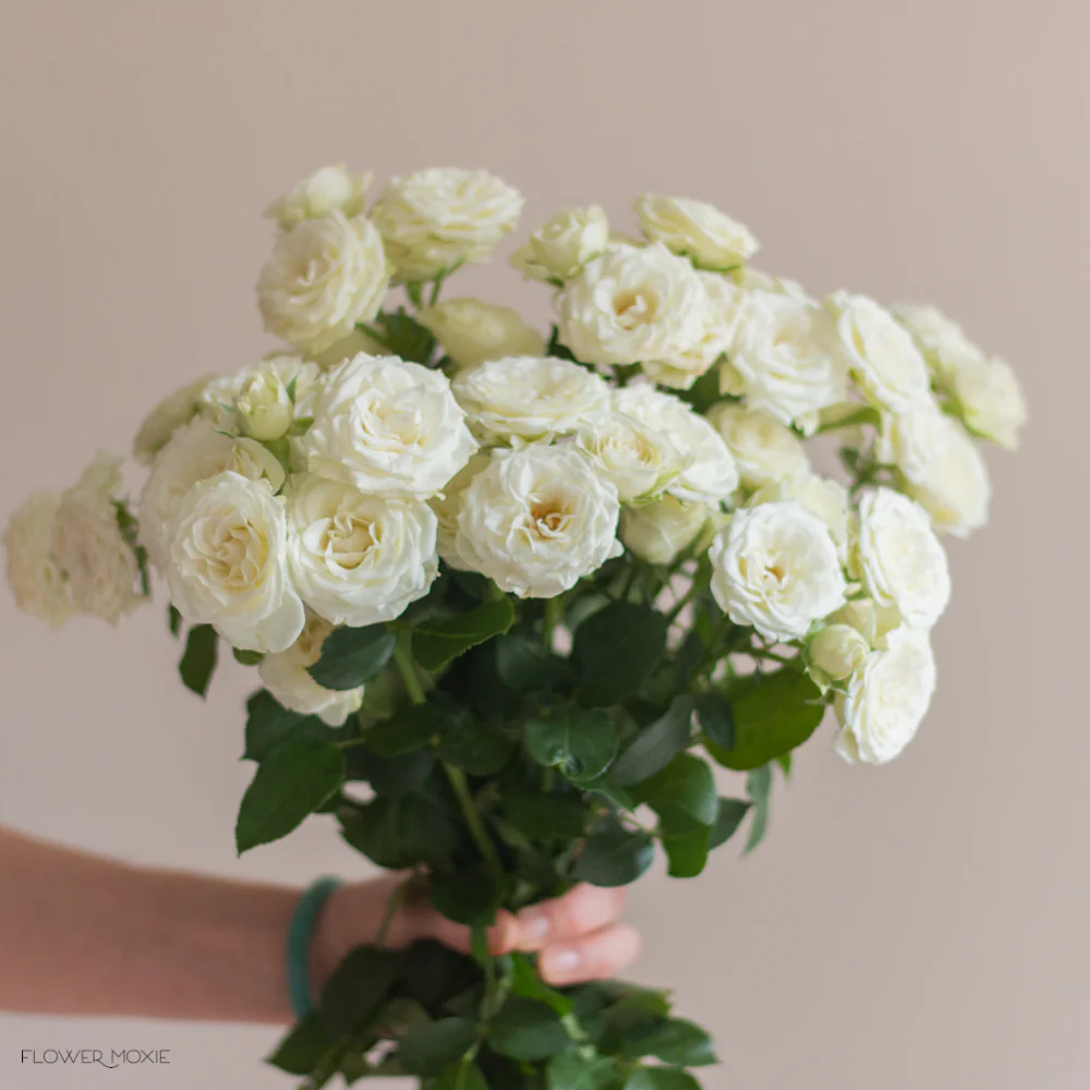 Cream Spray Roses - Image 4