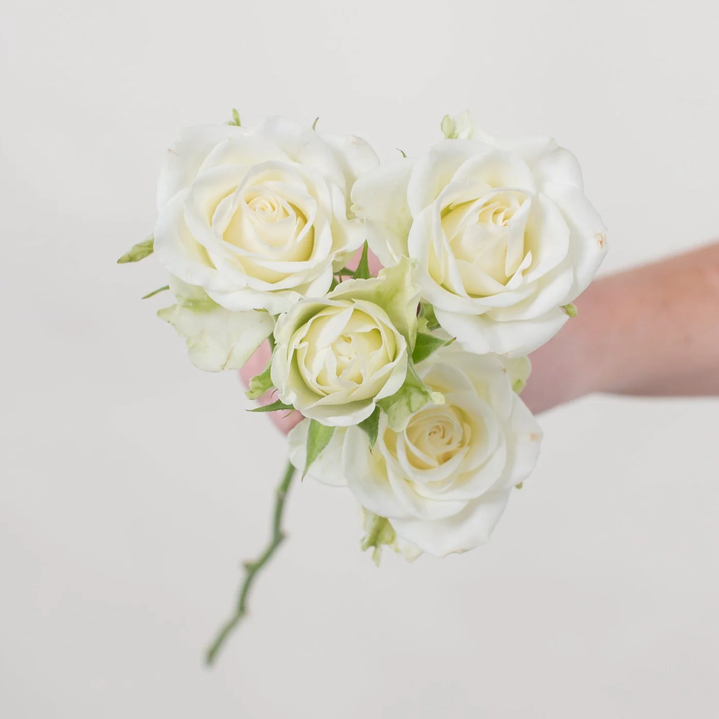 Cream Spray Roses - Image 5