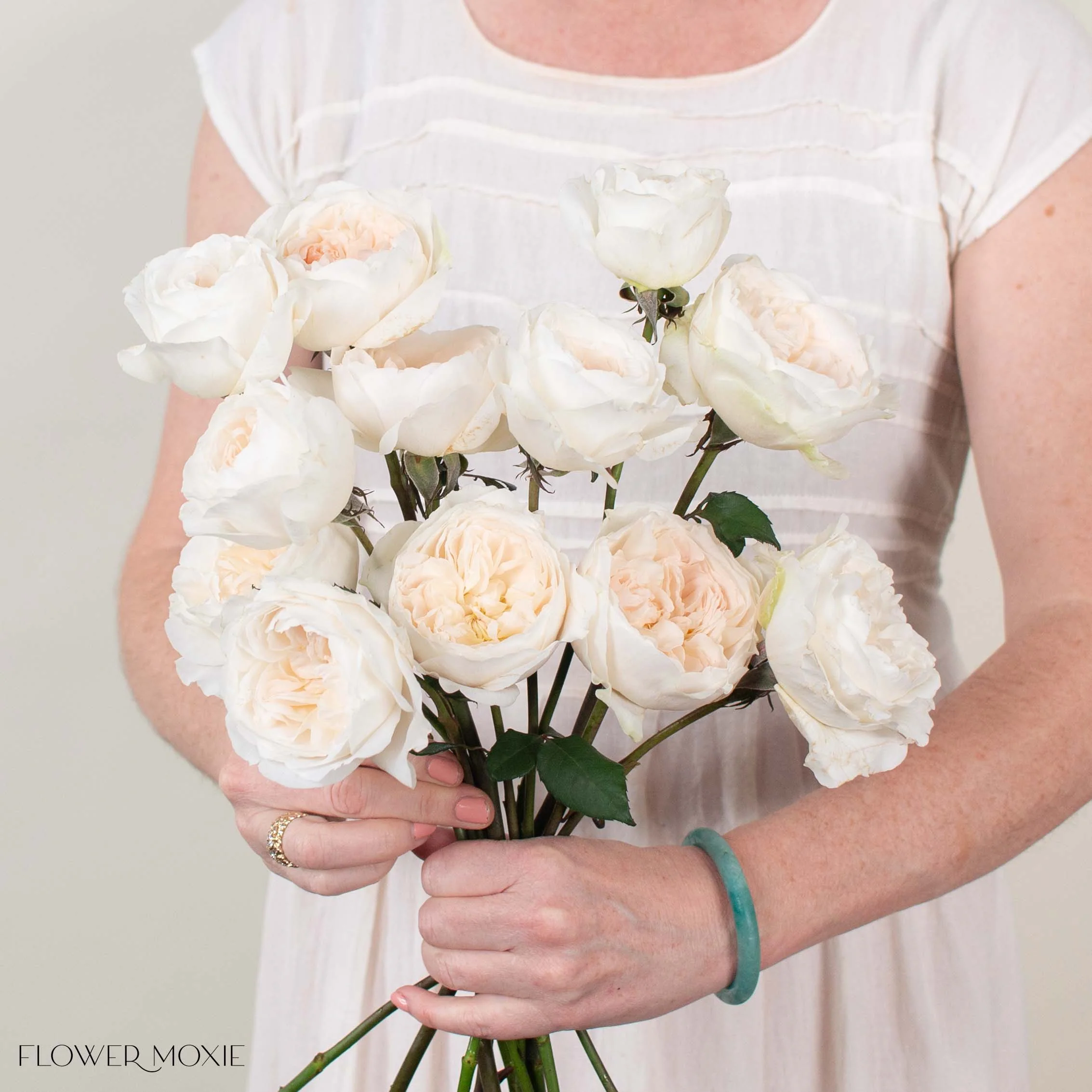Creamy Blush Purity David Austin Garden Rose