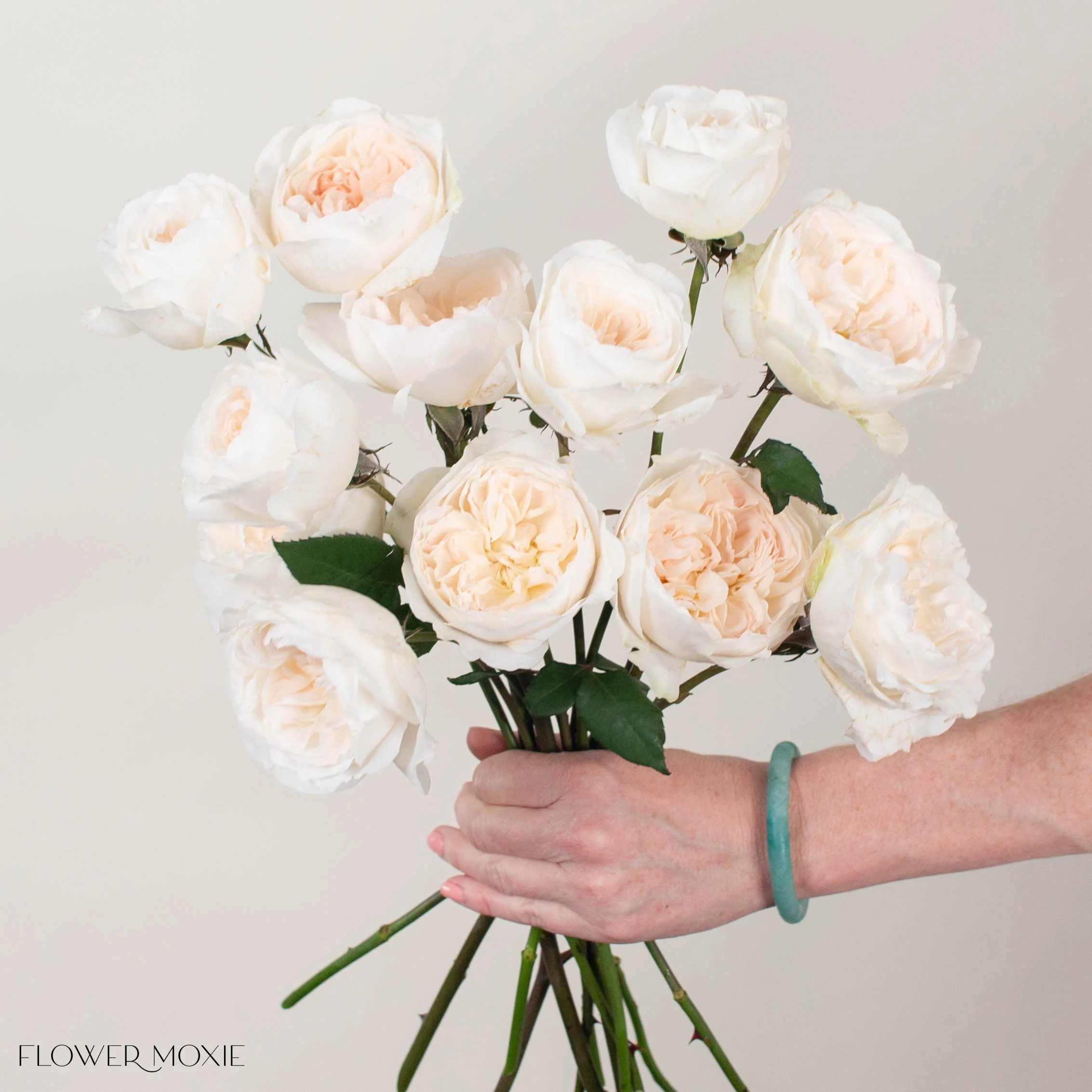 Creamy Blush Purity David Austin Garden Rose - Image 2