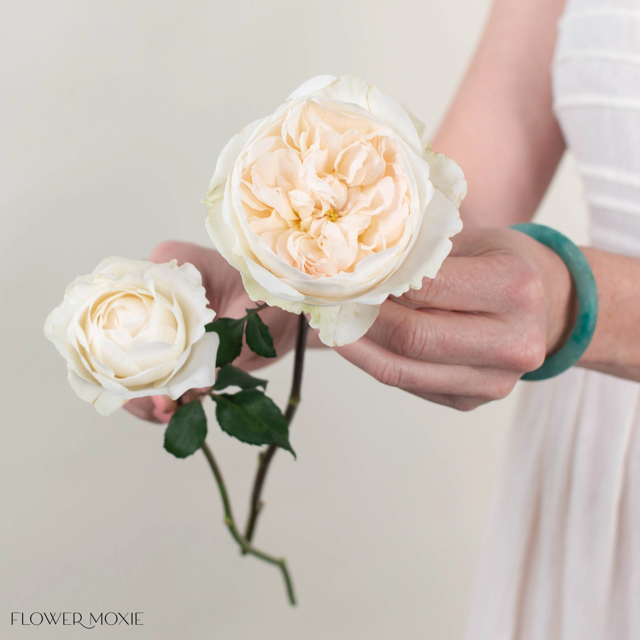 Creamy Blush Purity David Austin Garden Rose - Image 3