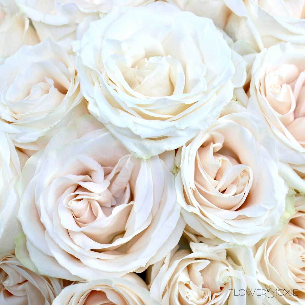 Creamy White Vendela Rose - Image 3