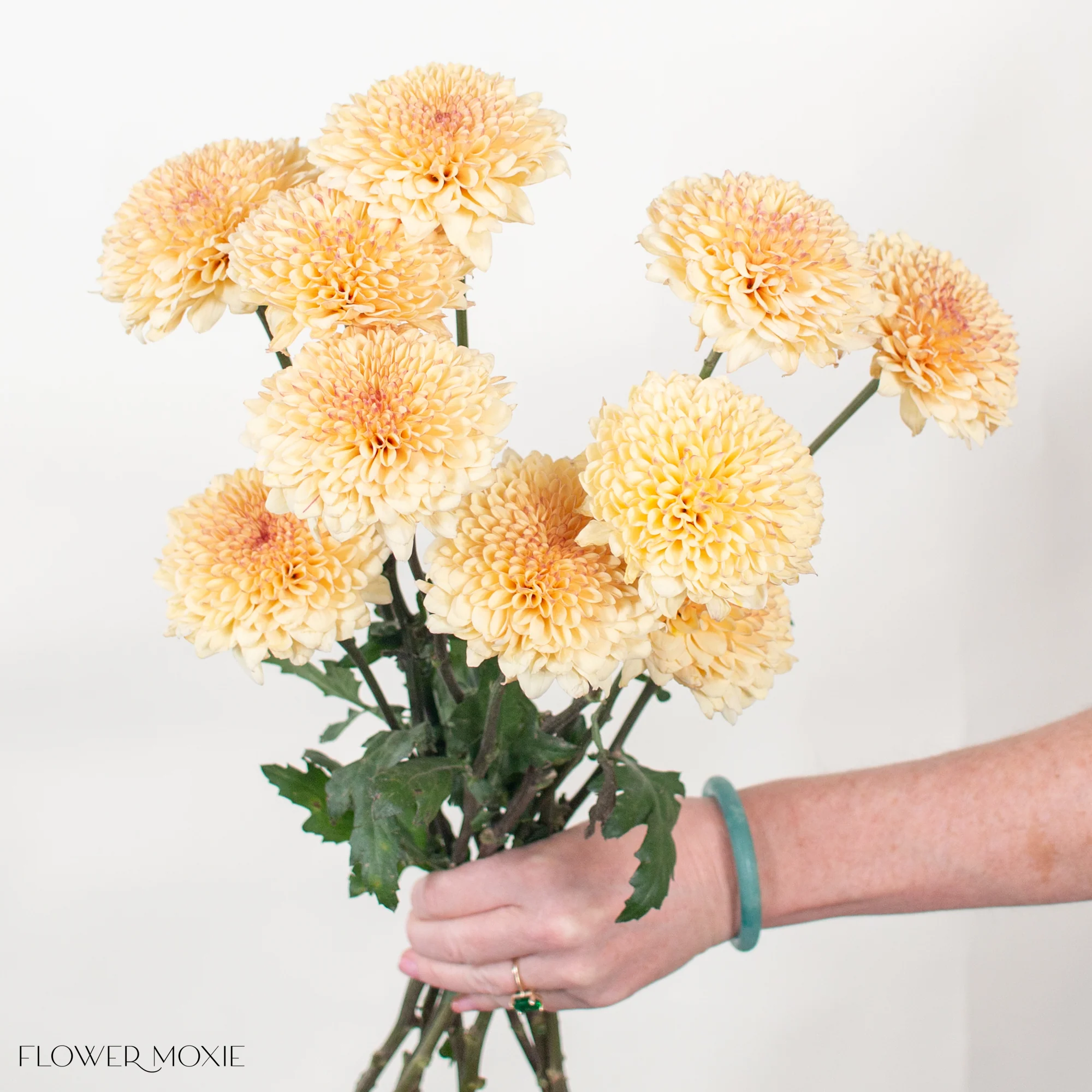 Creme Brulee Cremone Flower - Image 3