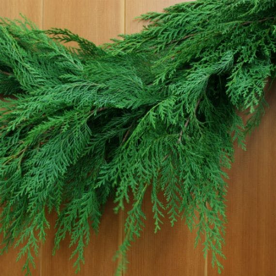 Cypress Greenery